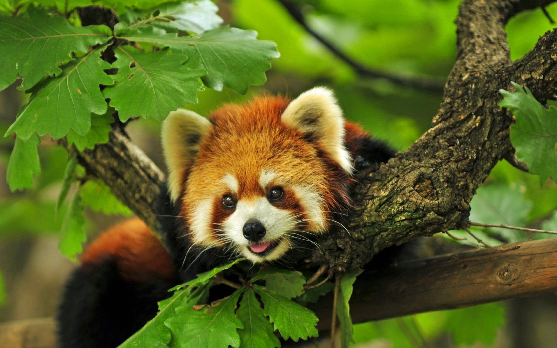 639150 télécharger l'image panda roux, animaux - fonds d'écran et économiseurs d'écran gratuits
