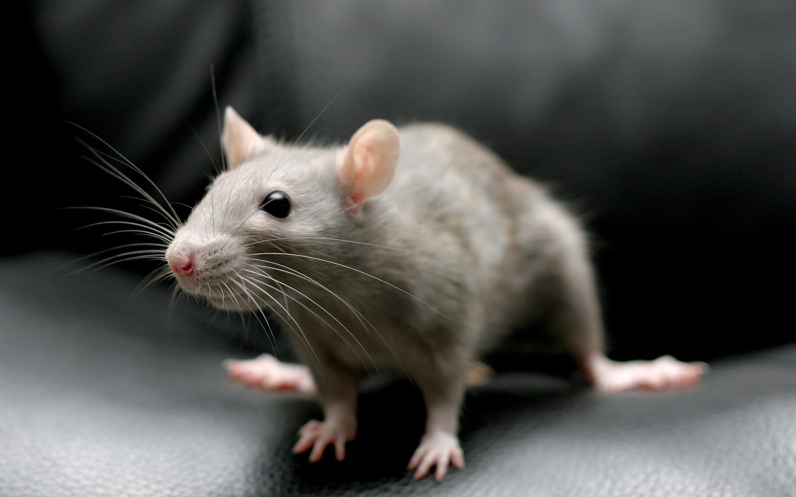 Baixe gratuitamente a imagem Animais, Sentar, Mouse, Rato, Roedor na área de trabalho do seu PC