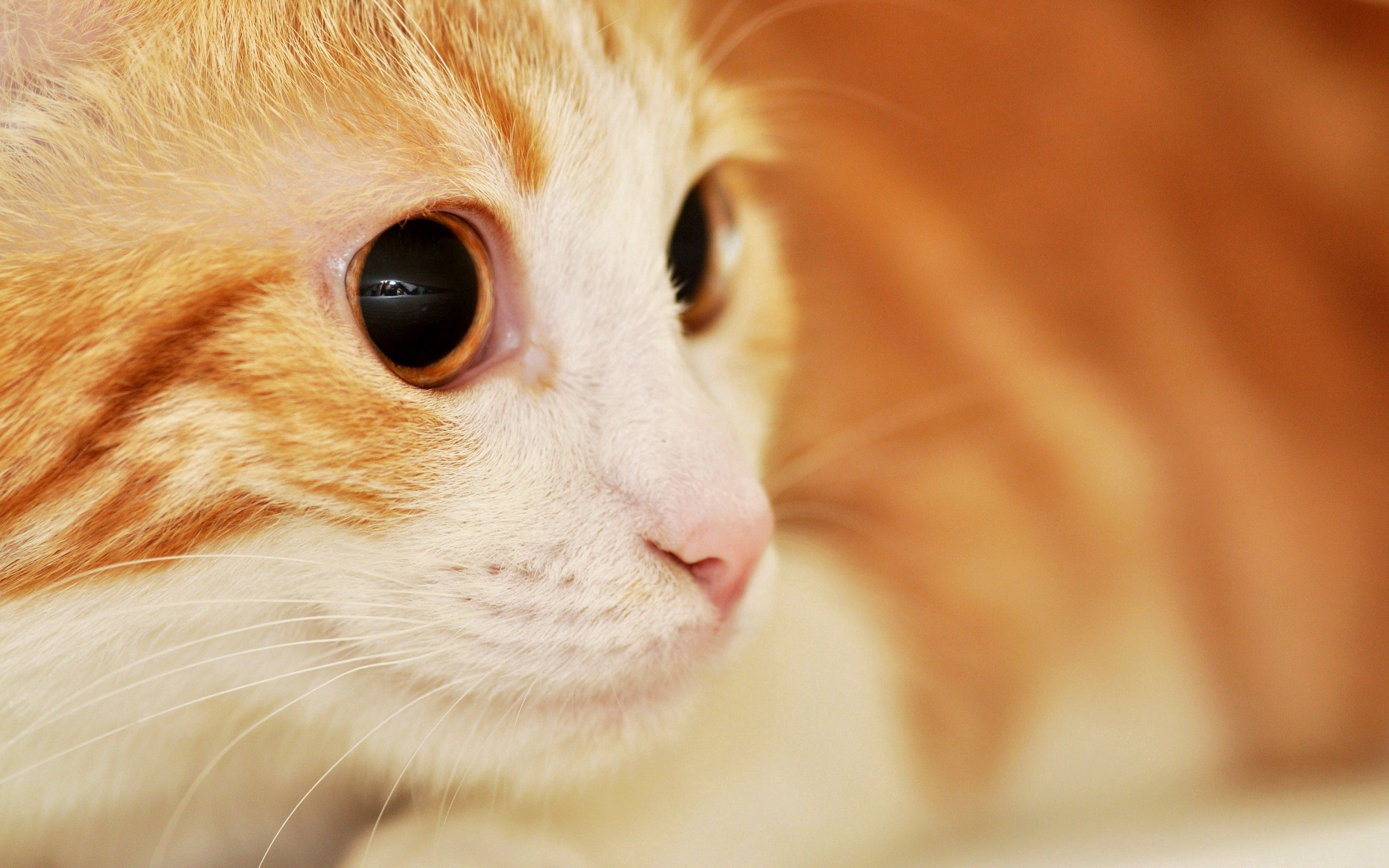 PCデスクトップに動物, ネコ, 銃口, むら, 発見, 驚き, 目, 猫画像を無料でダウンロード