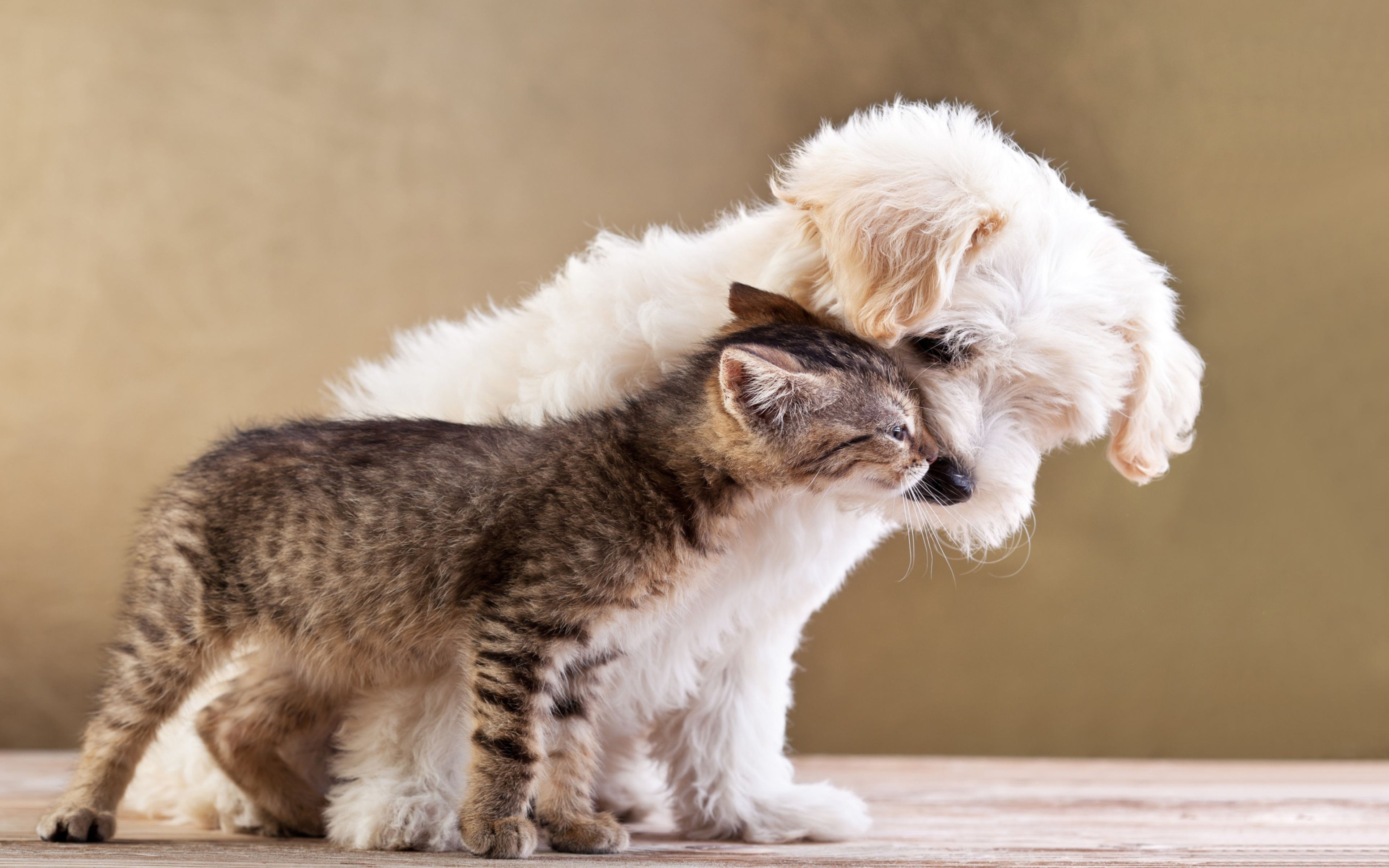 無料モバイル壁紙動物, 子猫, 子犬, 可愛い, 愛する, キャット＆ドッグをダウンロードします。