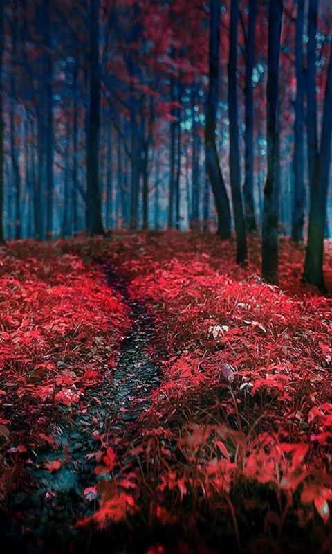 Descarga gratuita de fondo de pantalla para móvil de Bosque, Tierra/naturaleza.