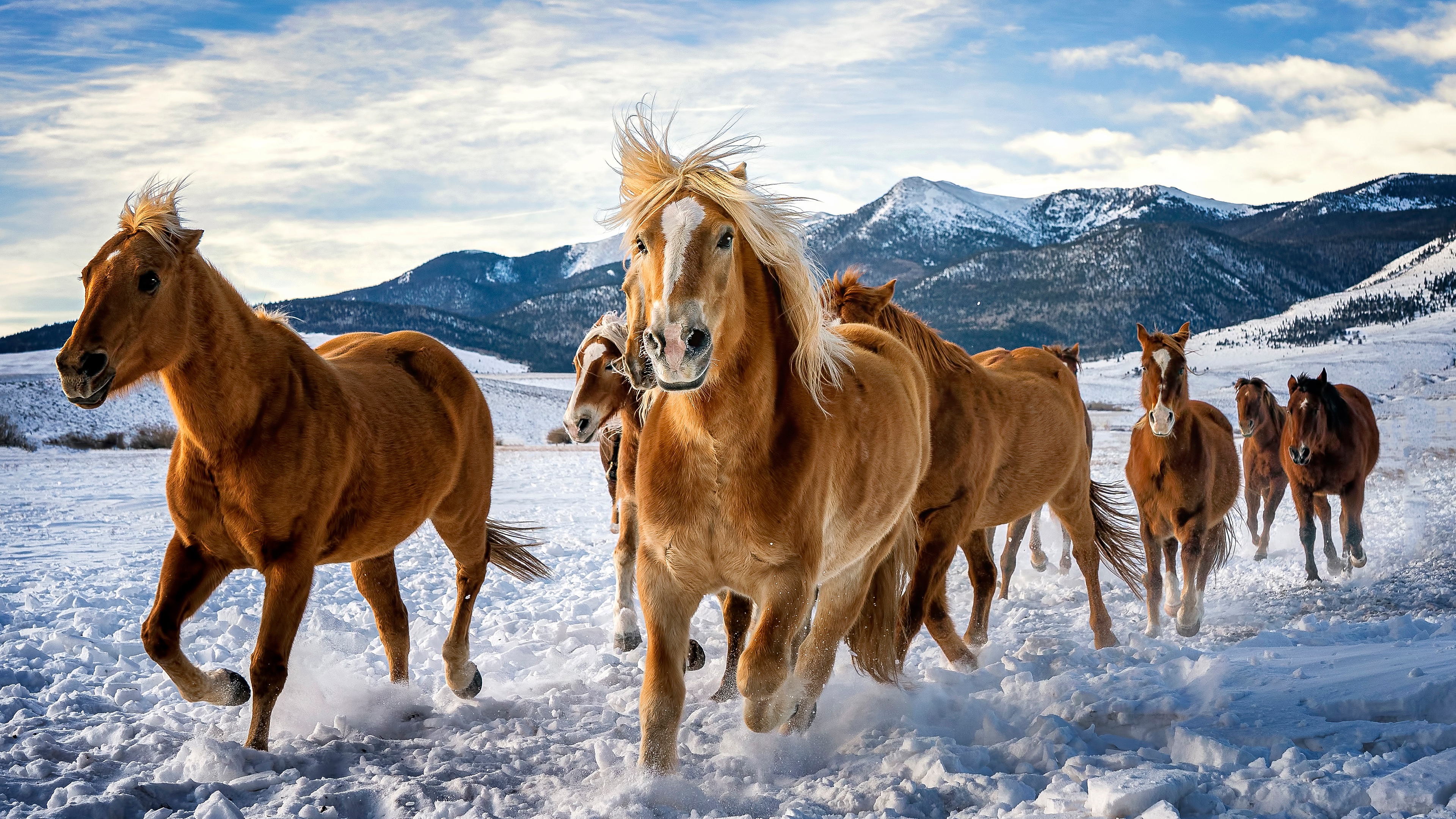 Baixar papel de parede para celular de Animais, Inverno, Neve, Cavalo gratuito.