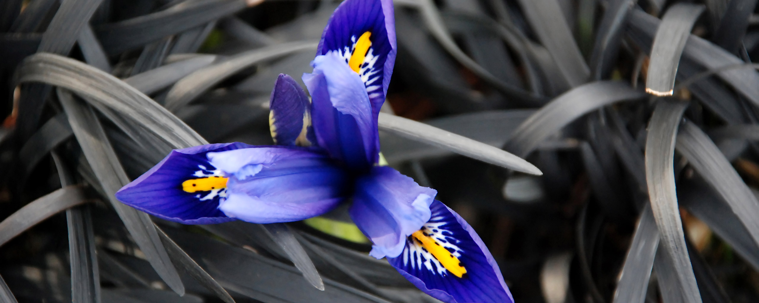 Descarga gratuita de fondo de pantalla para móvil de Flores, Flor, Tierra/naturaleza.