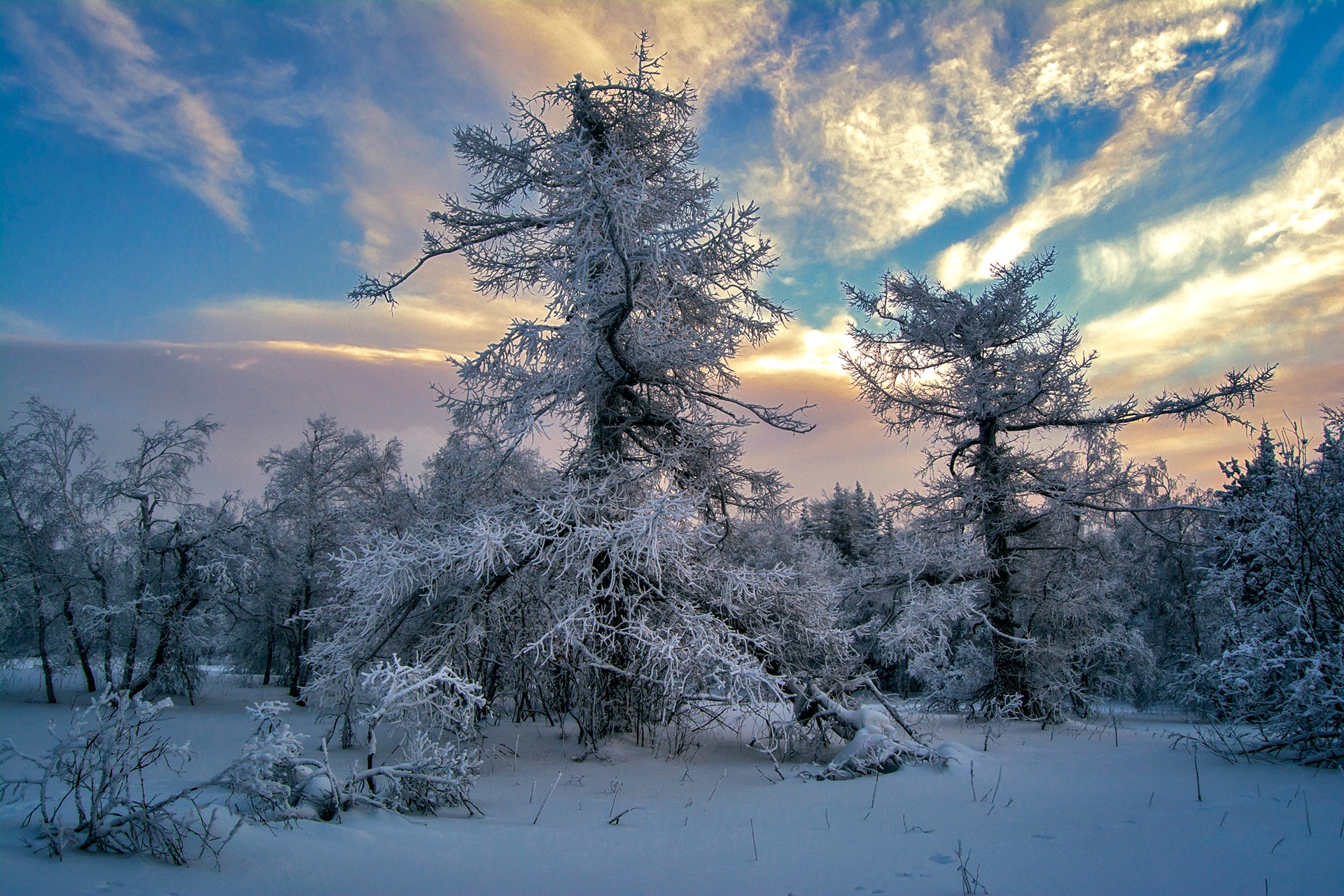 Скачать обои бесплатно Зима, Облака, Снег, Дерево, Белый, Земля/природа картинка на рабочий стол ПК
