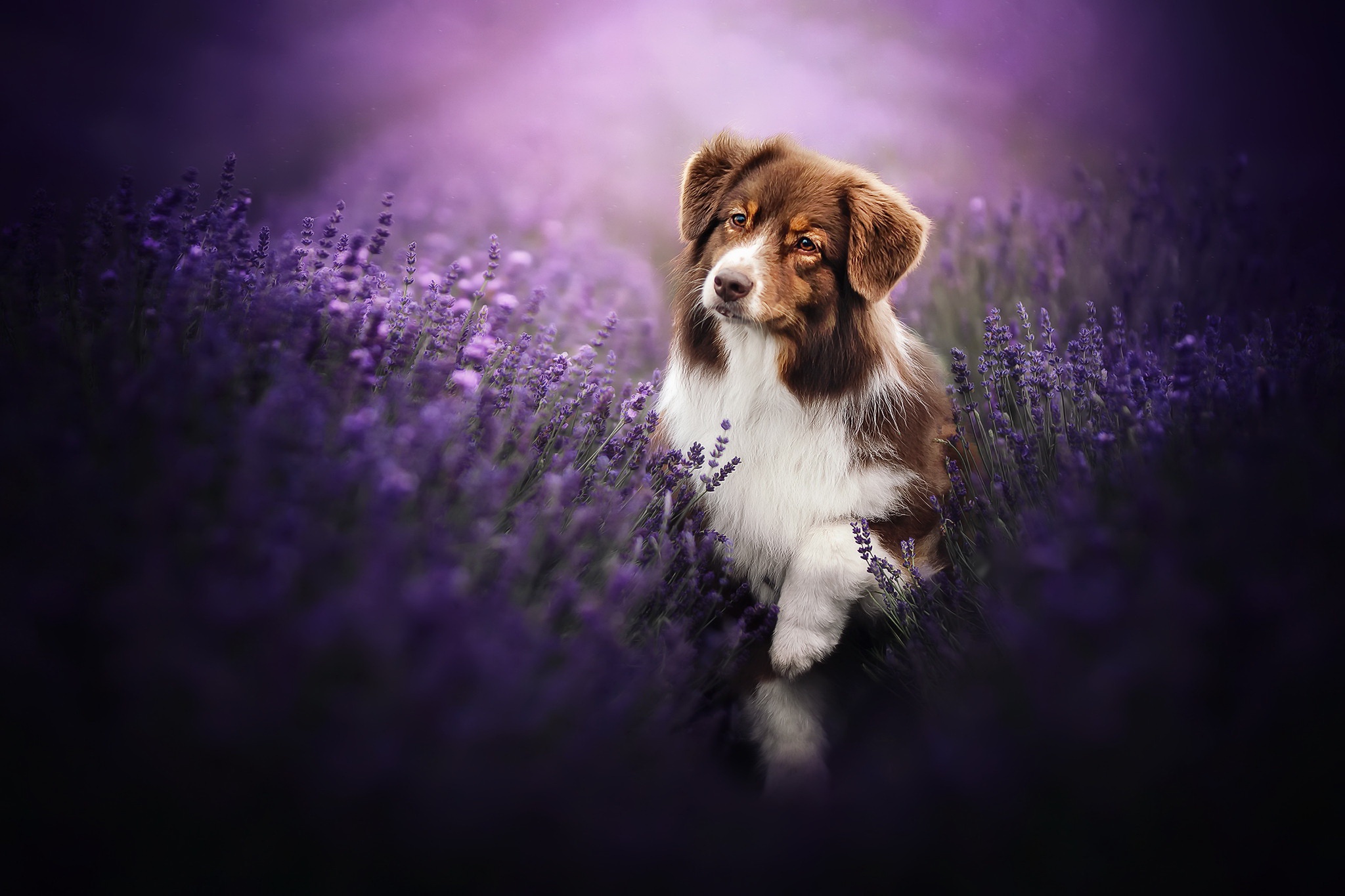 PCデスクトップに動物, 犬, ラベンダー, 紫色の花画像を無料でダウンロード