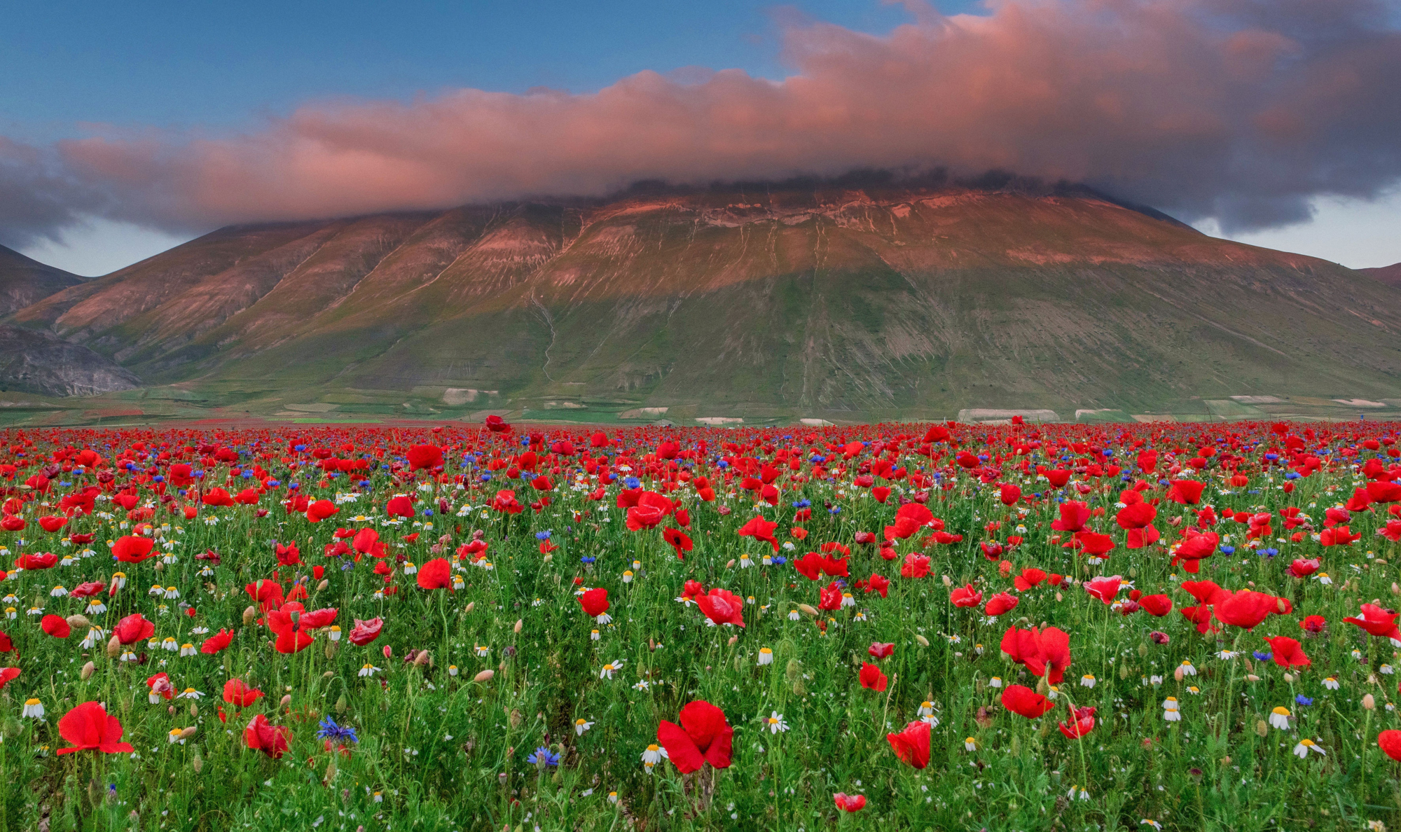 Descarga gratis la imagen Flores, Montaña, Flor, Nube, Prado, Amapola, Tierra/naturaleza en el escritorio de tu PC