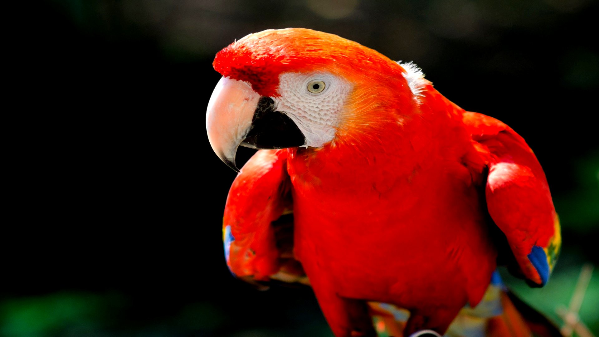 Descarga gratuita de fondo de pantalla para móvil de Ara Macao, Aves, Animales.