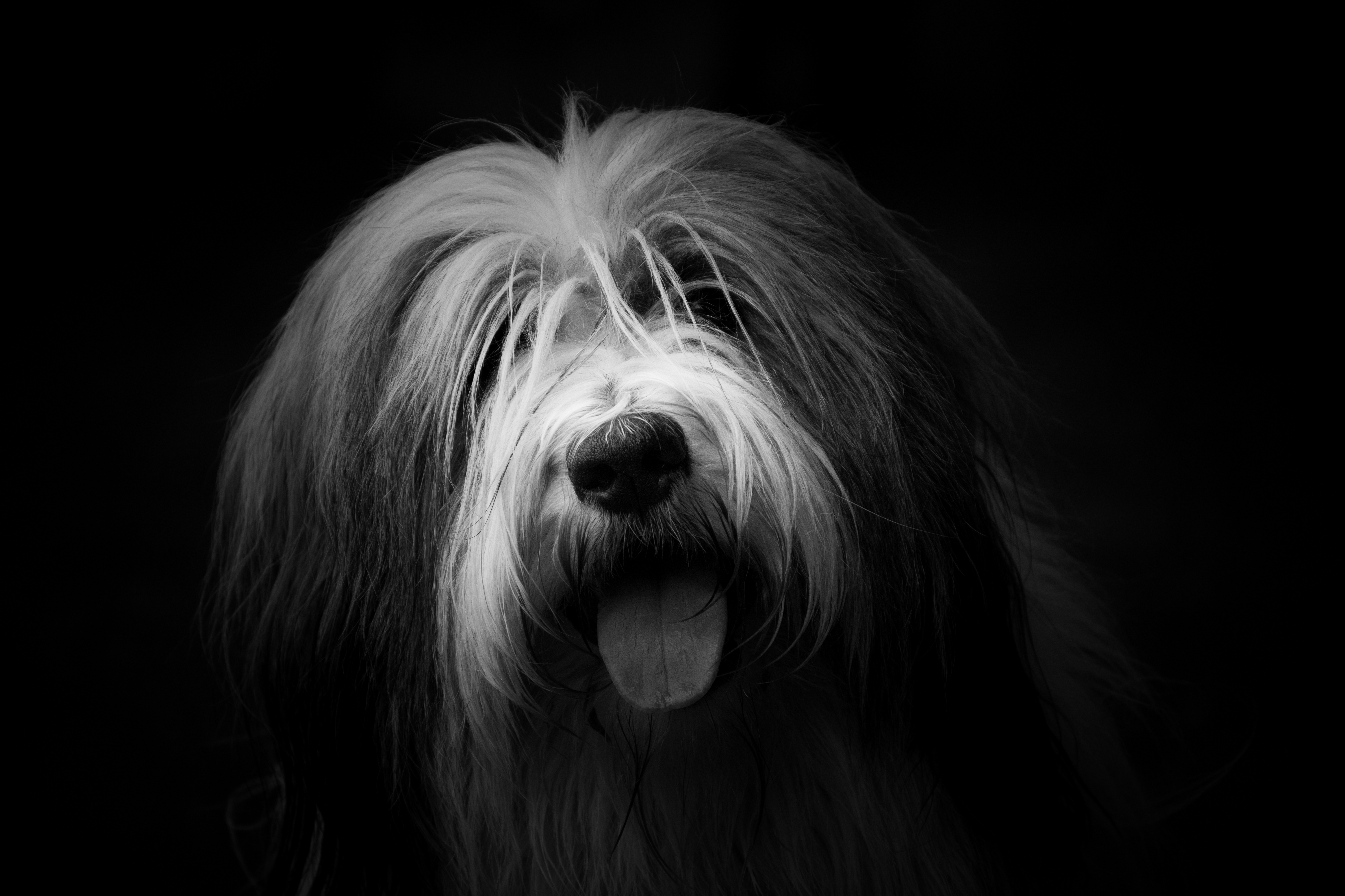 Free download wallpaper Fluffy, Dog, Bw, Tongue Stuck Out, Protruding Tongue, Animals, Chb on your PC desktop