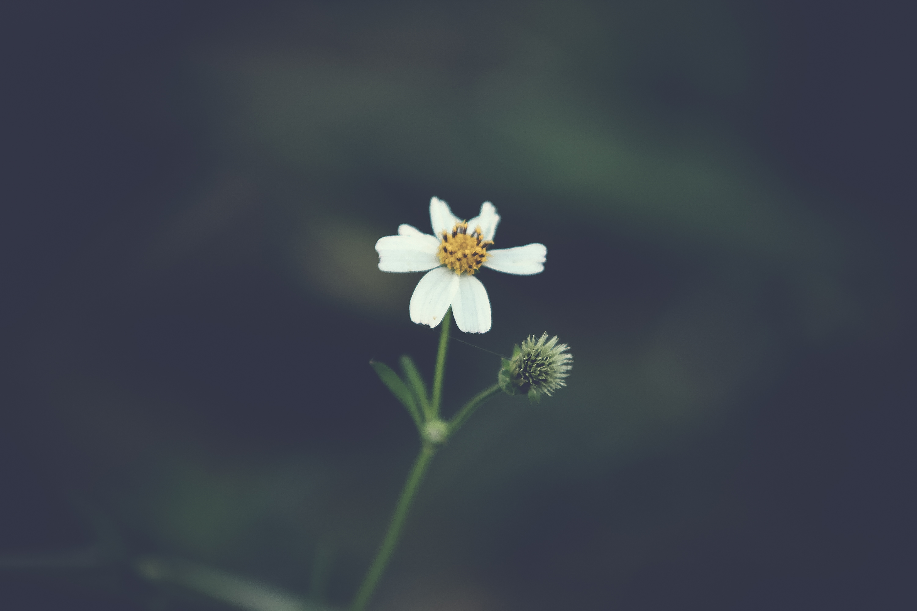 Handy-Wallpaper Blütenblätter, Unschärfe, Glatt, Blume, Blumen kostenlos herunterladen.