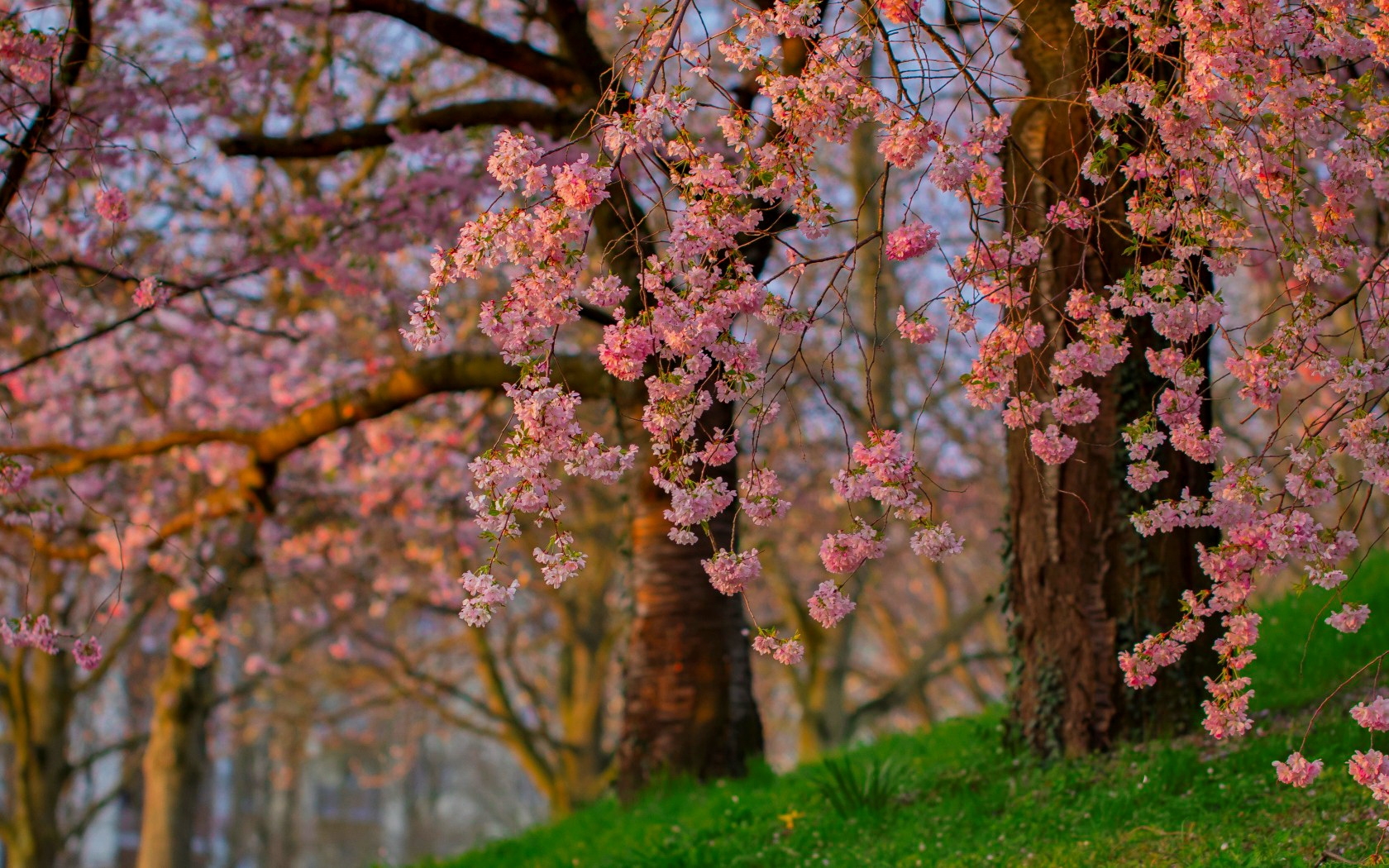 Descarga gratuita de fondo de pantalla para móvil de Flores, Flor Rosa, Árbol, Florecer, Primavera, Tierra/naturaleza, Profundidad De Campo.