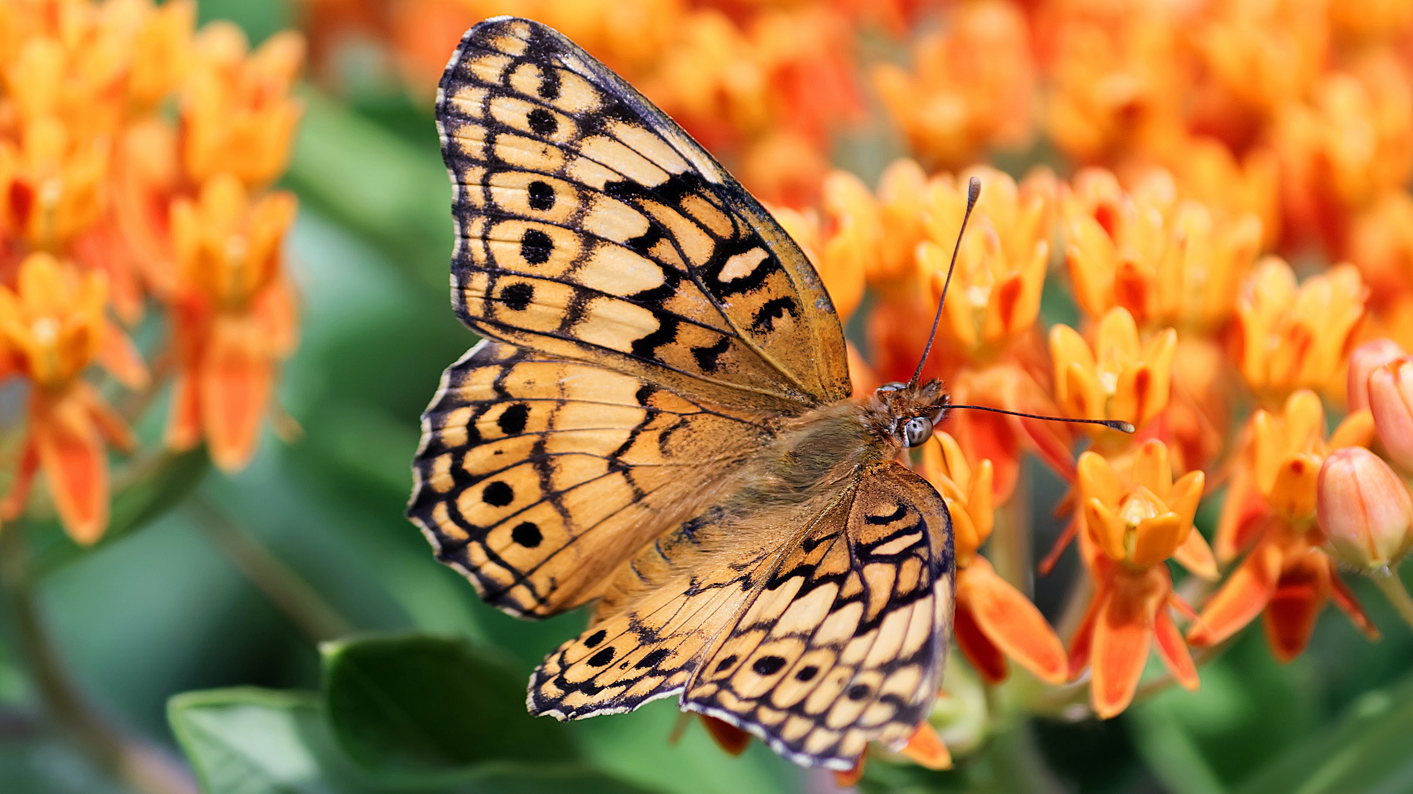 Handy-Wallpaper Tiere, Schmetterlinge, Blume, Makro, Insekt, Orangene Blume kostenlos herunterladen.