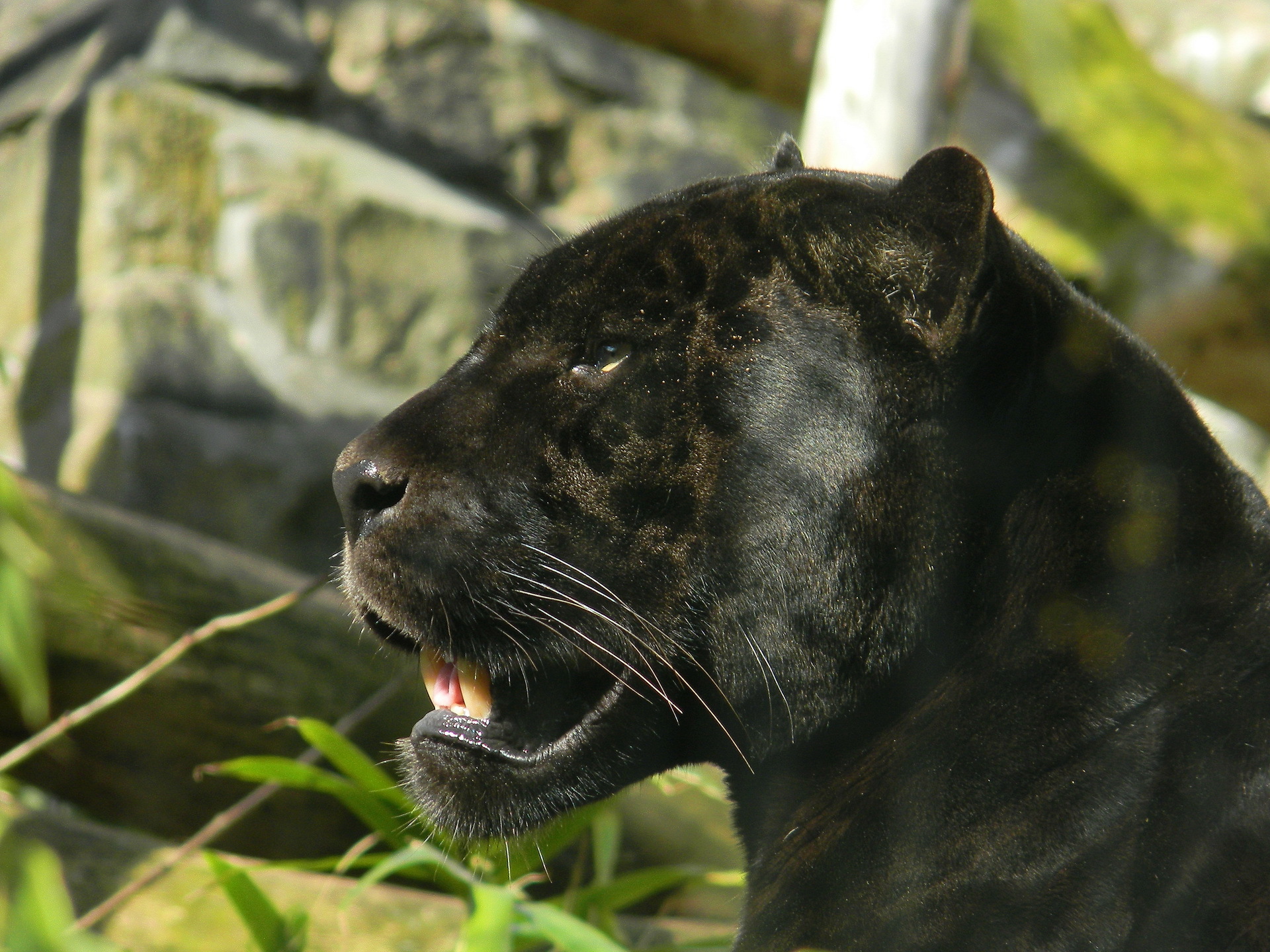 264498 descargar imagen animales, jaguar, gatos: fondos de pantalla y protectores de pantalla gratis