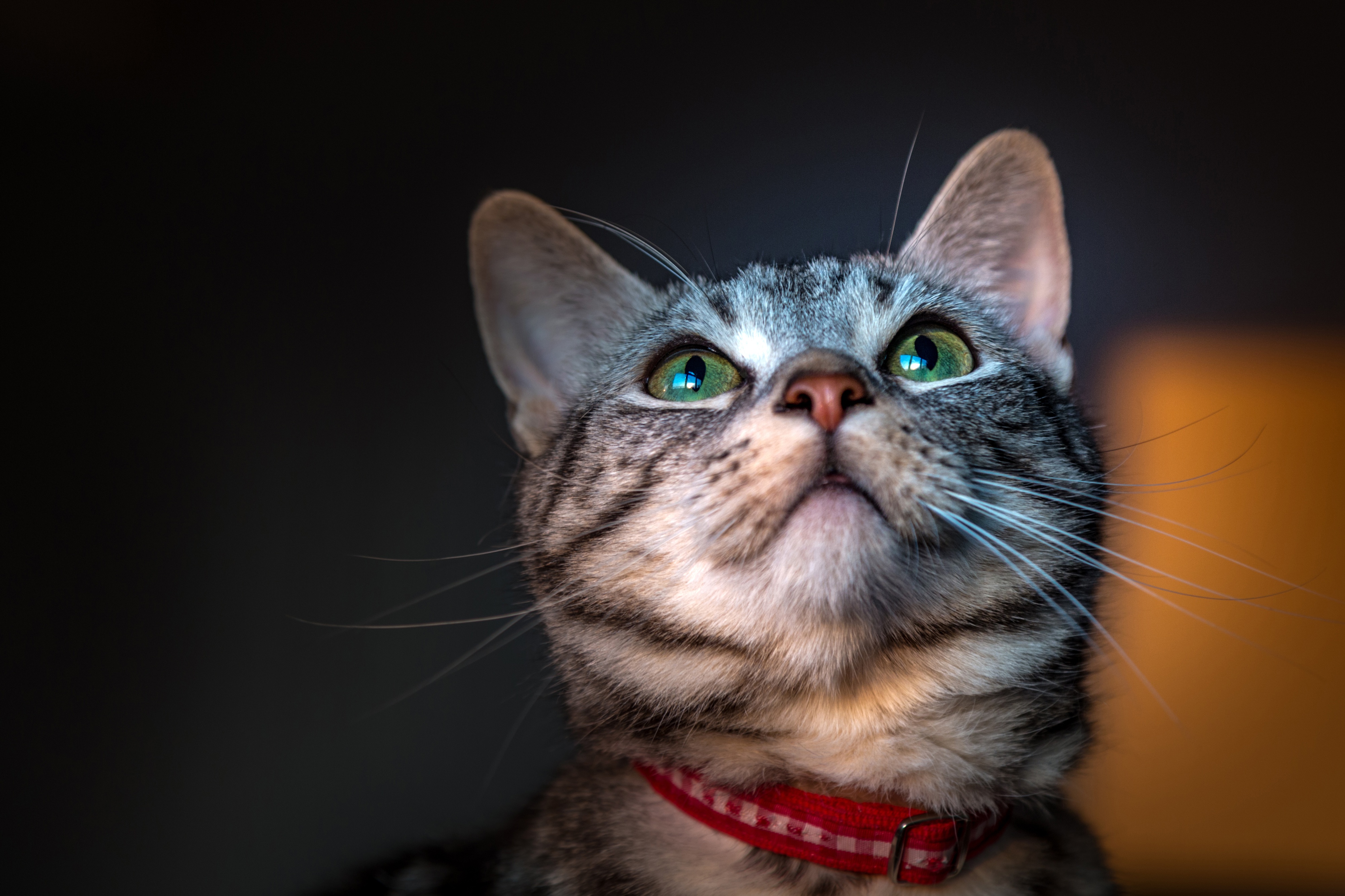 Téléchargez gratuitement l'image Animaux, Chats, Chat sur le bureau de votre PC