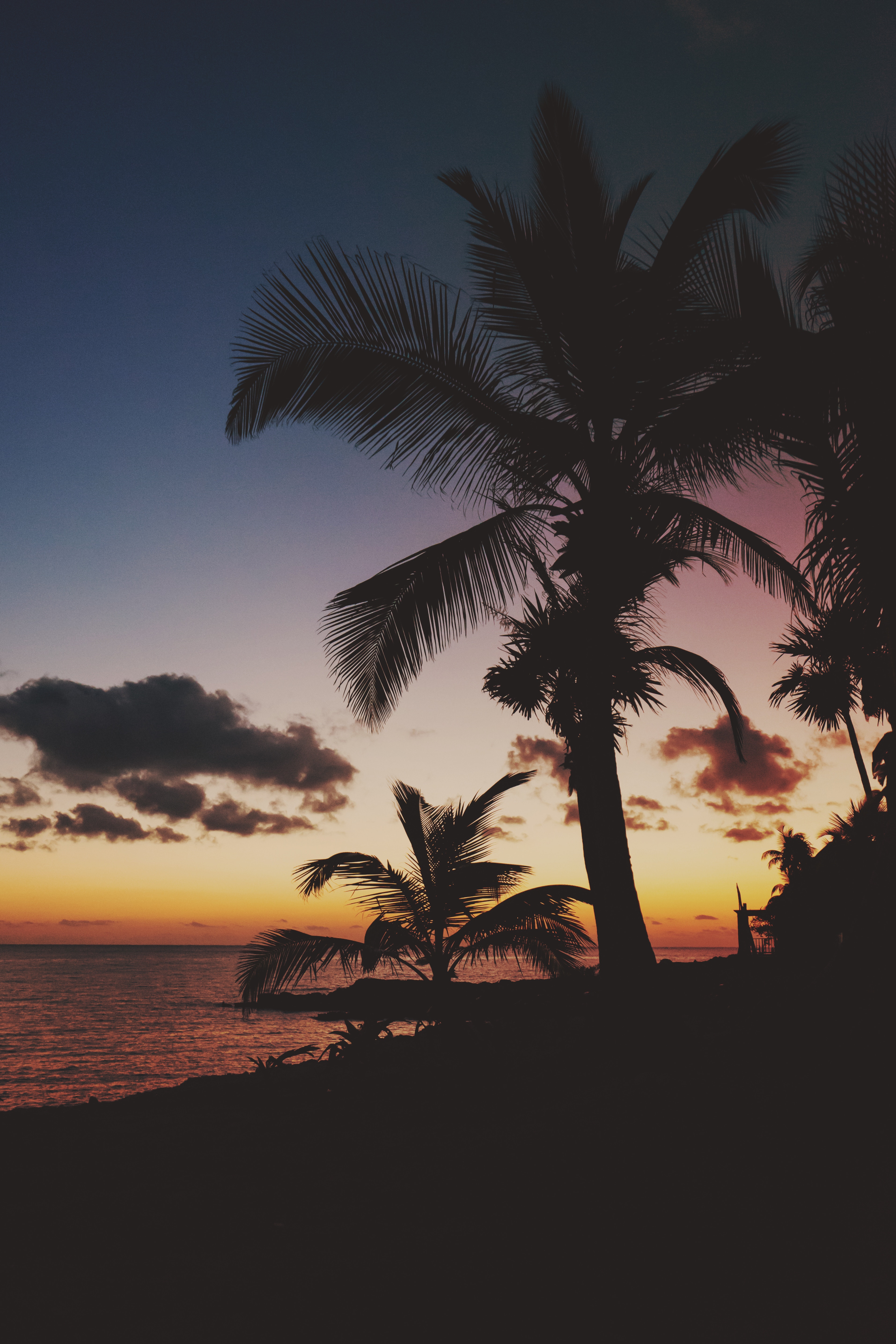 Laden Sie das Natur, Sunset, Geäst, Zweige, Mexiko, Palms, Tropen-Bild kostenlos auf Ihren PC-Desktop herunter