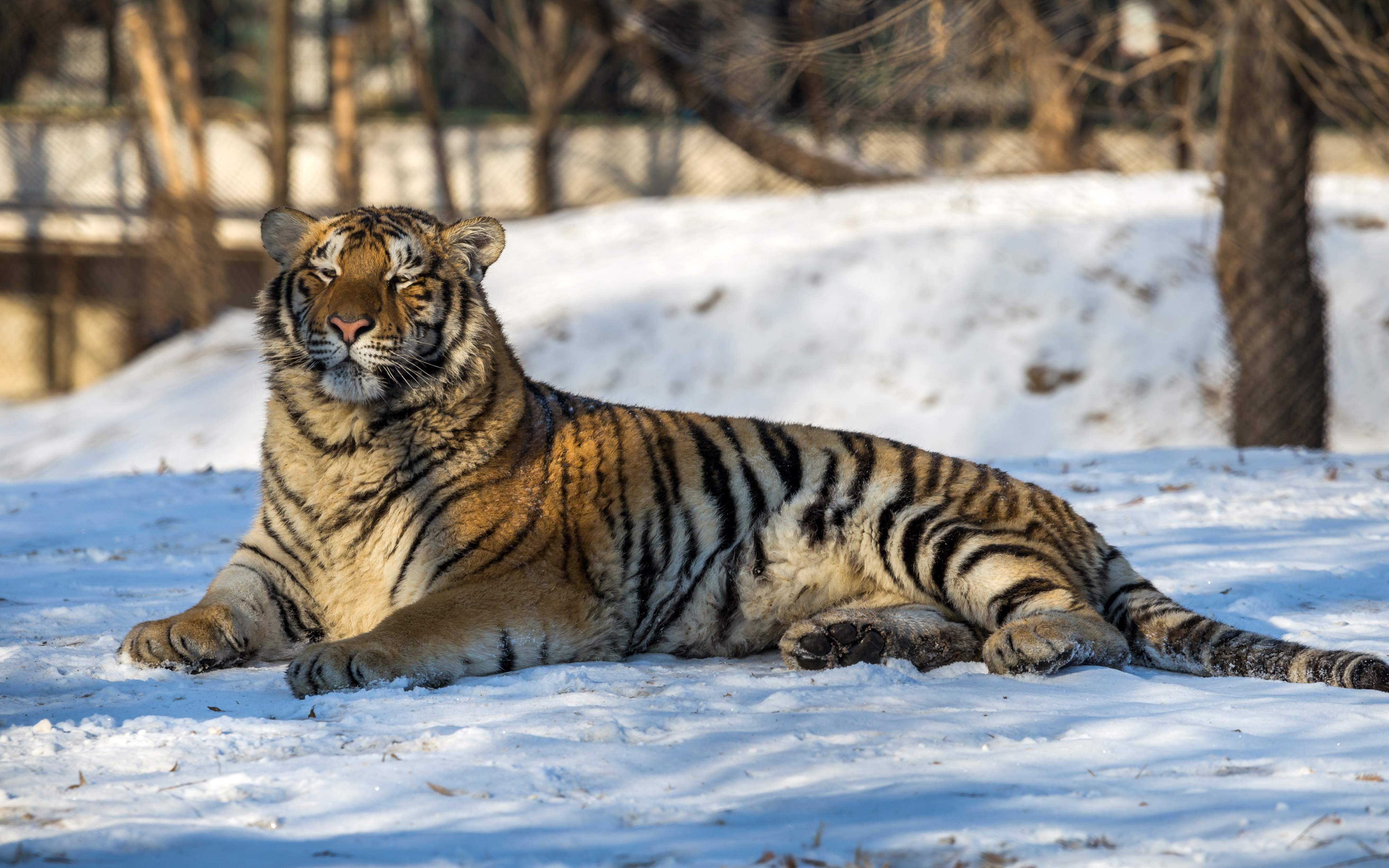 Download mobile wallpaper Winter, Cats, Snow, Tiger, Animal, Depth Of Field for free.