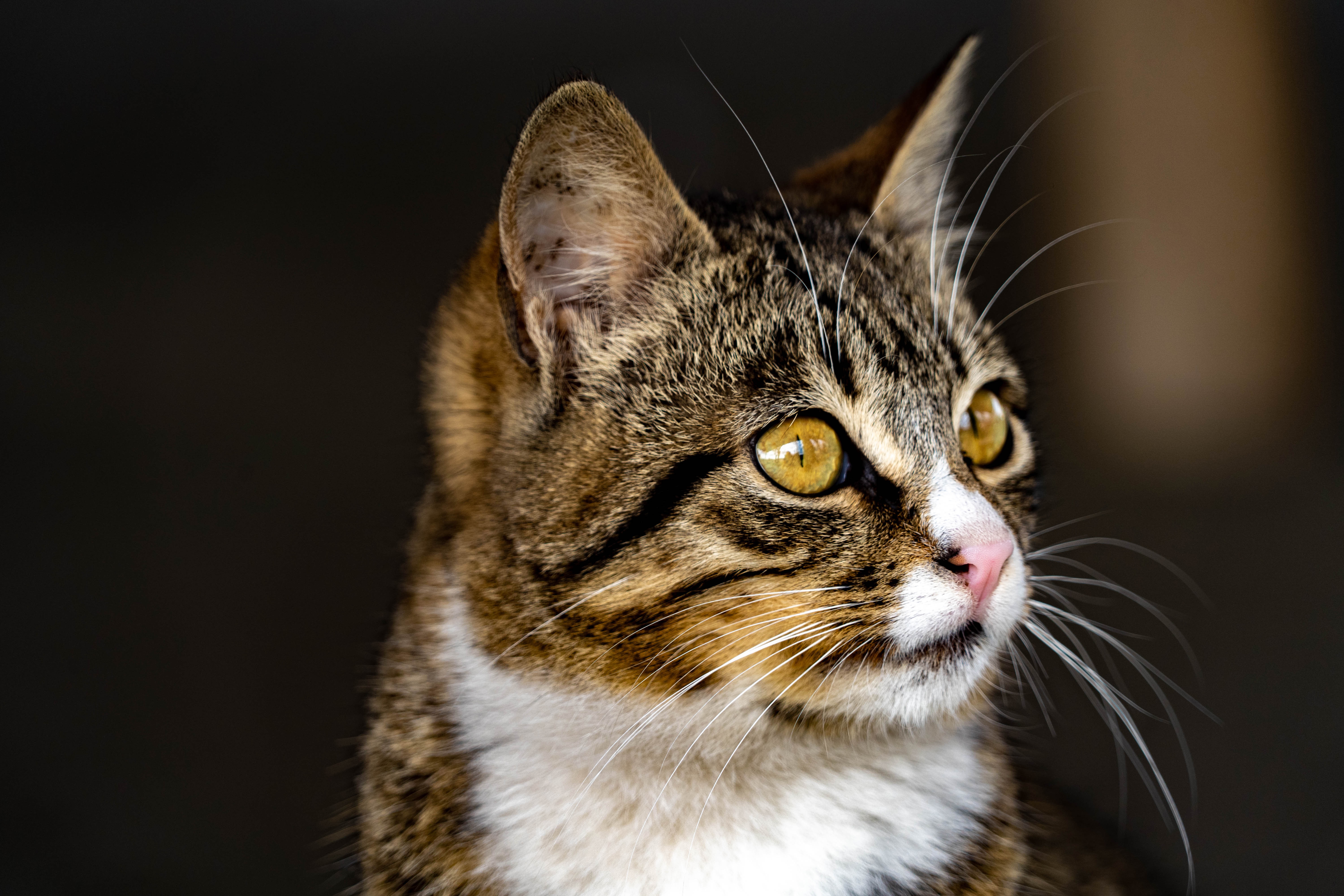 Téléchargez gratuitement l'image Animaux, Chats, Chat sur le bureau de votre PC