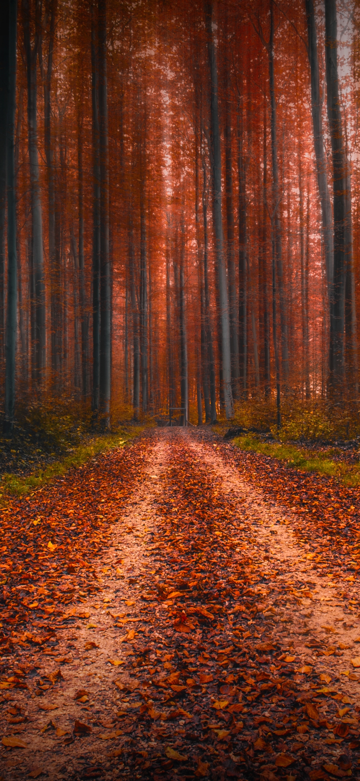 Download mobile wallpaper Nature, Forest, Tree, Fall, Earth, Dirt Road for free.