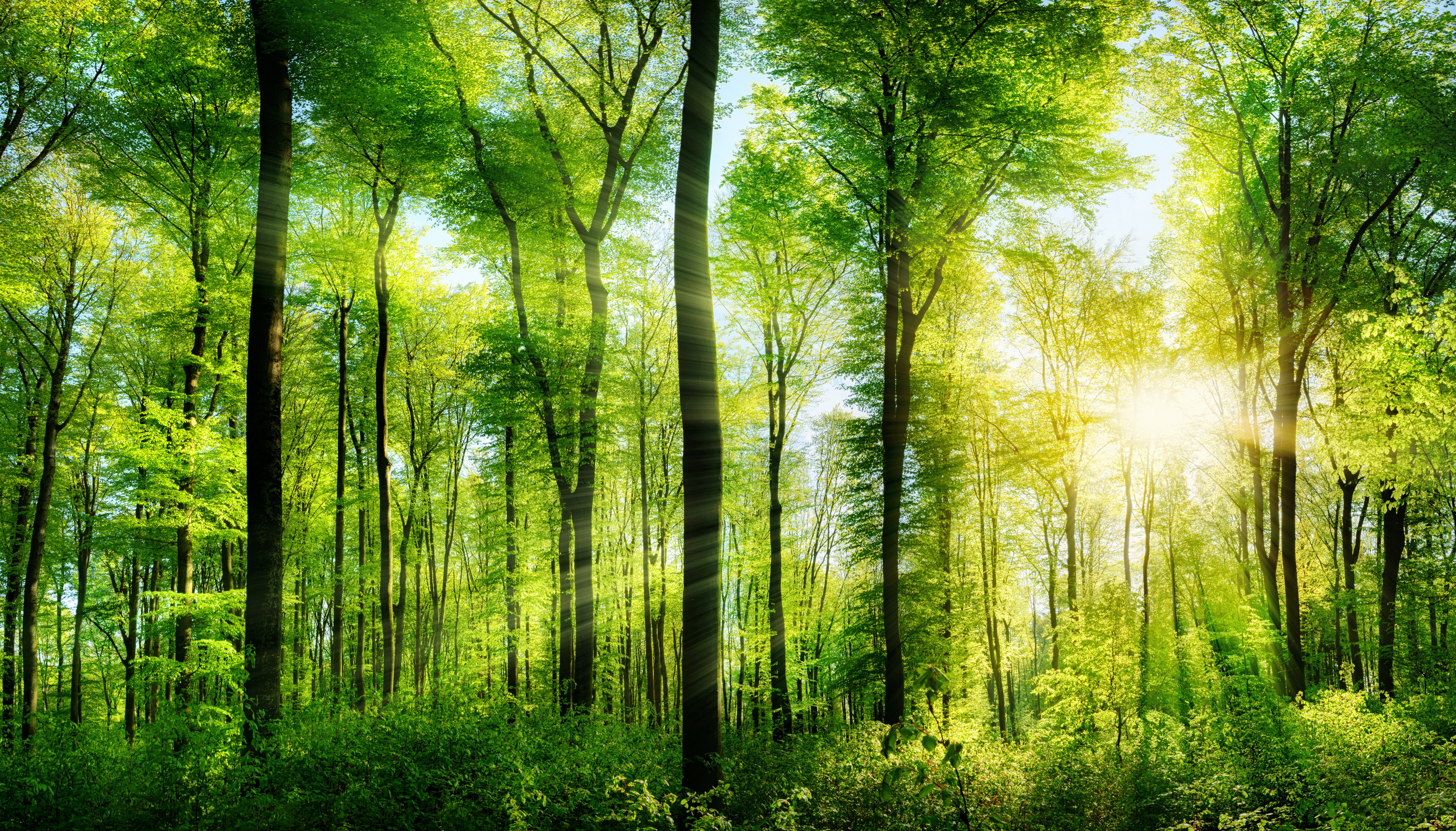 Скачать картинку Природа, Лес, Дерево, Зелень, Солнечный Луч, Земля/природа в телефон бесплатно.