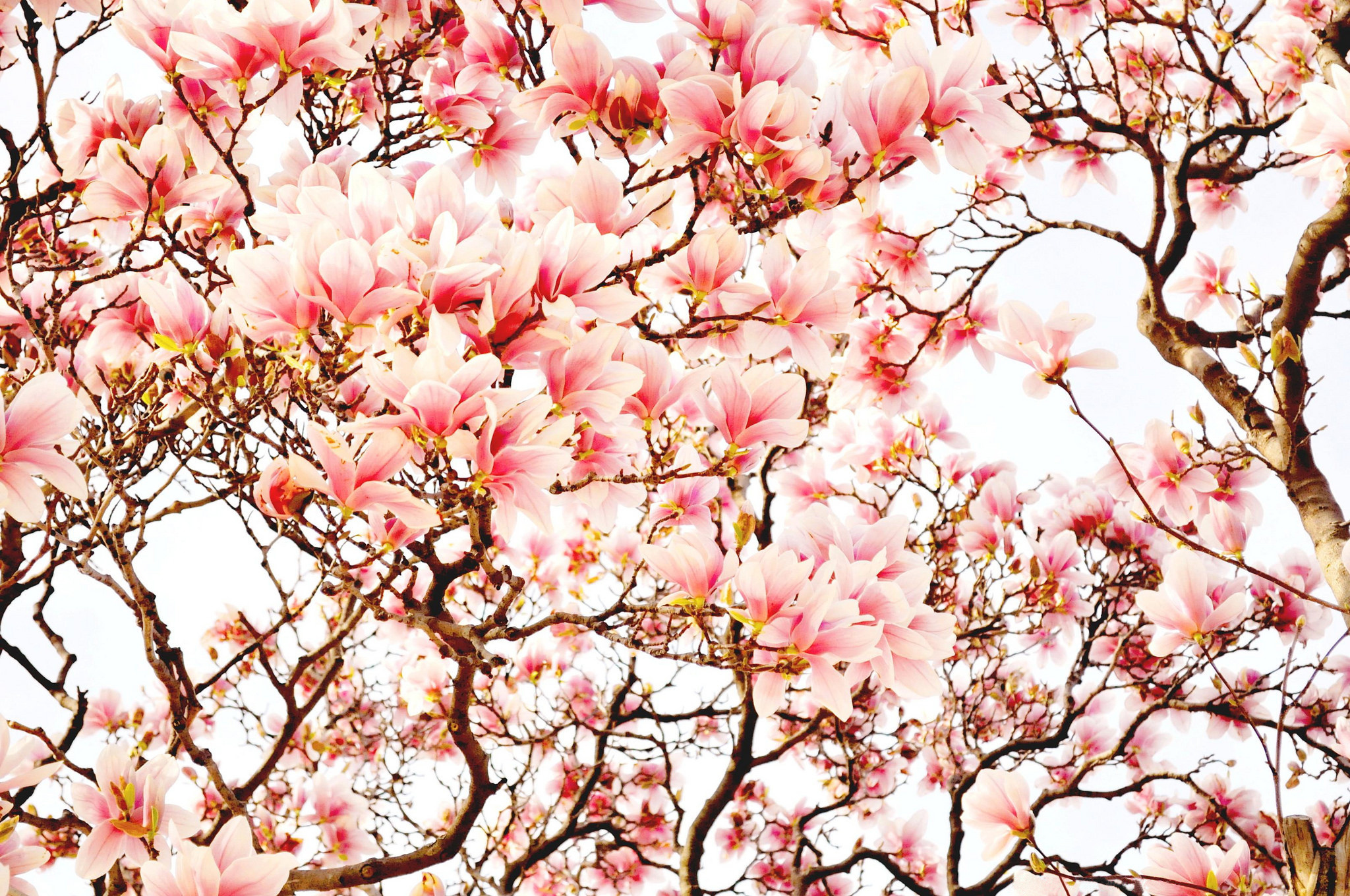 398384 descargar fondo de pantalla tierra/naturaleza, magnolia, florecer, rama, flor rosa, árbol, árboles: protectores de pantalla e imágenes gratis