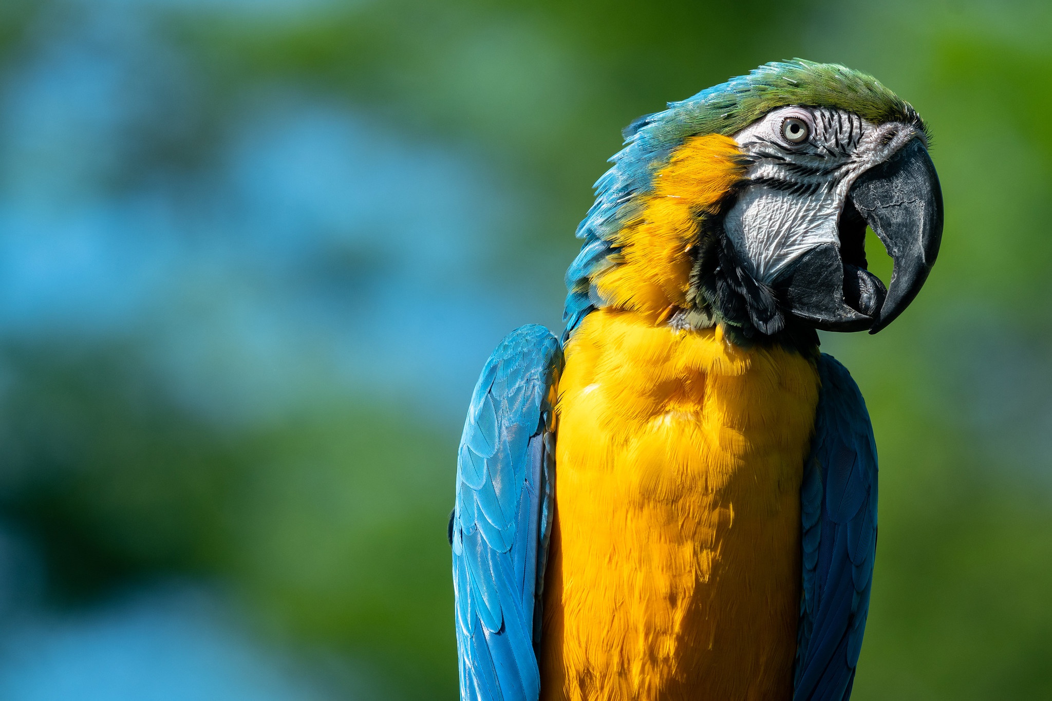 Скачати мобільні шпалери Птахи, Птах, Тварина, Папуга, Синьо Жовтий Ара безкоштовно.