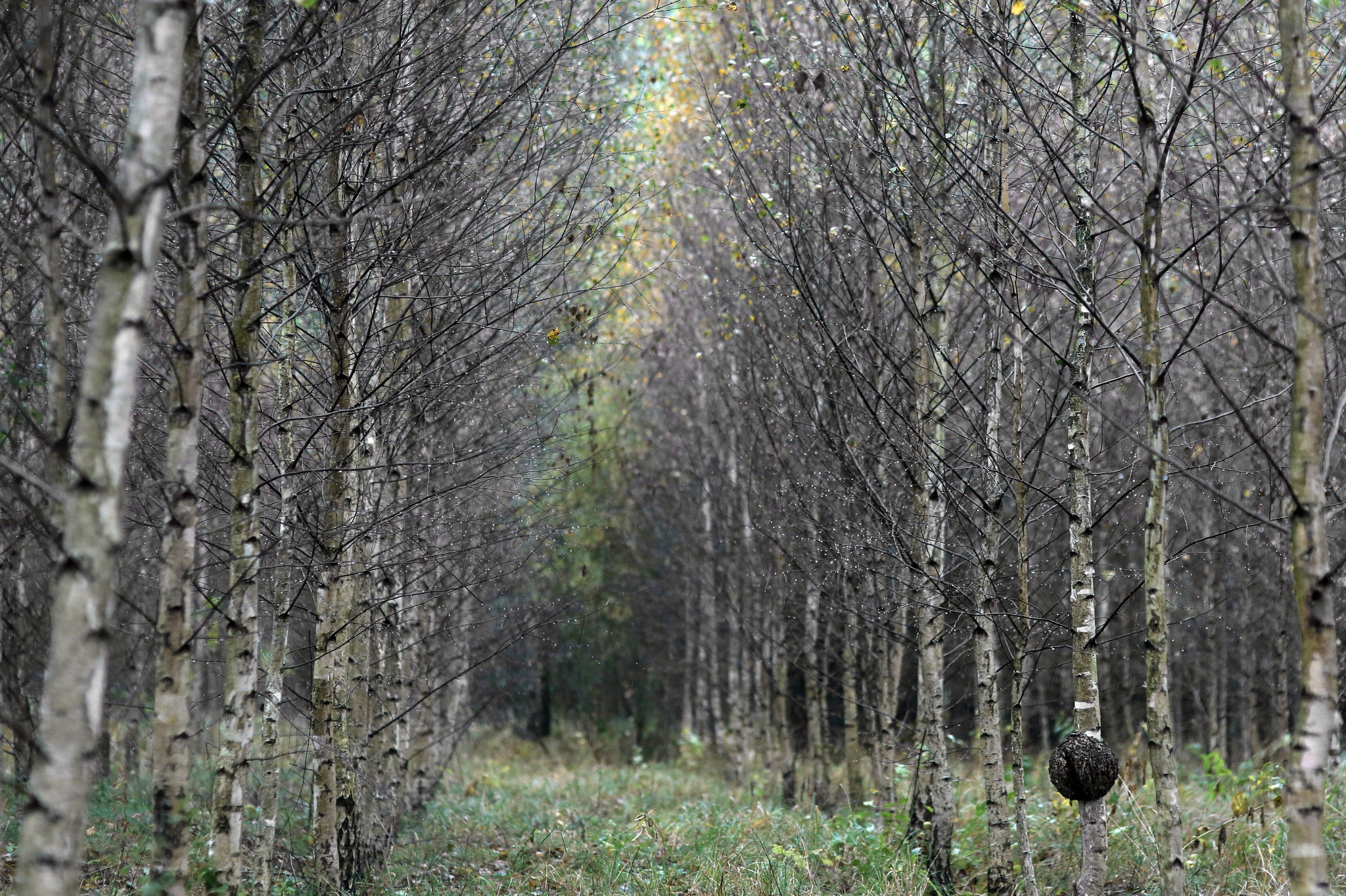 Baixar papel de parede para celular de Natureza, Floresta, Árvore, Terra/natureza gratuito.