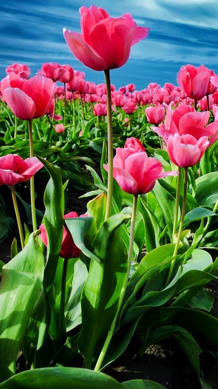 Download mobile wallpaper Flowers, Flower, Earth, Field, Tulip, Pink Flower for free.