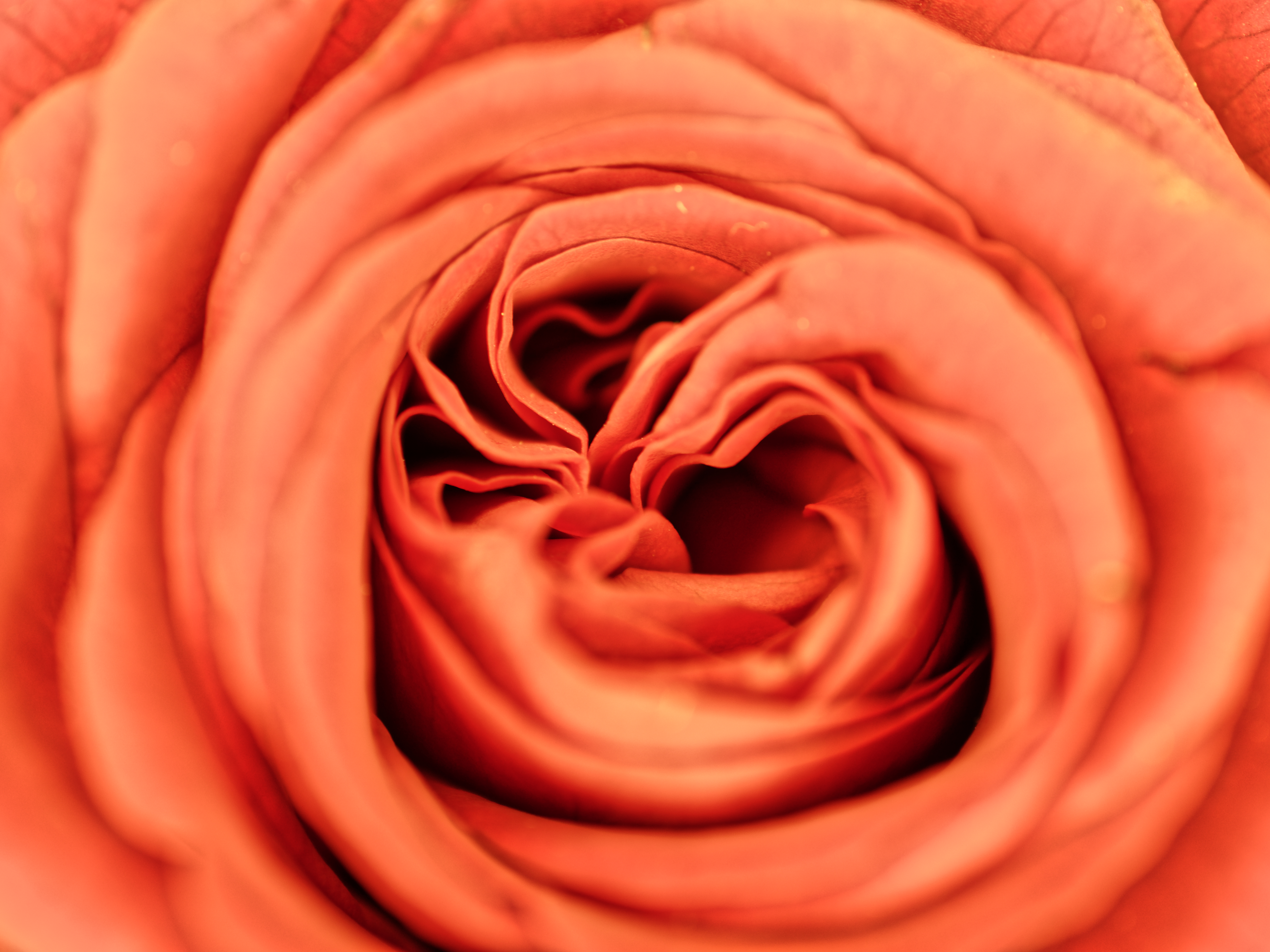 Laden Sie das Makro, Rose, Blütenblätter, Blumen, Blume-Bild kostenlos auf Ihren PC-Desktop herunter