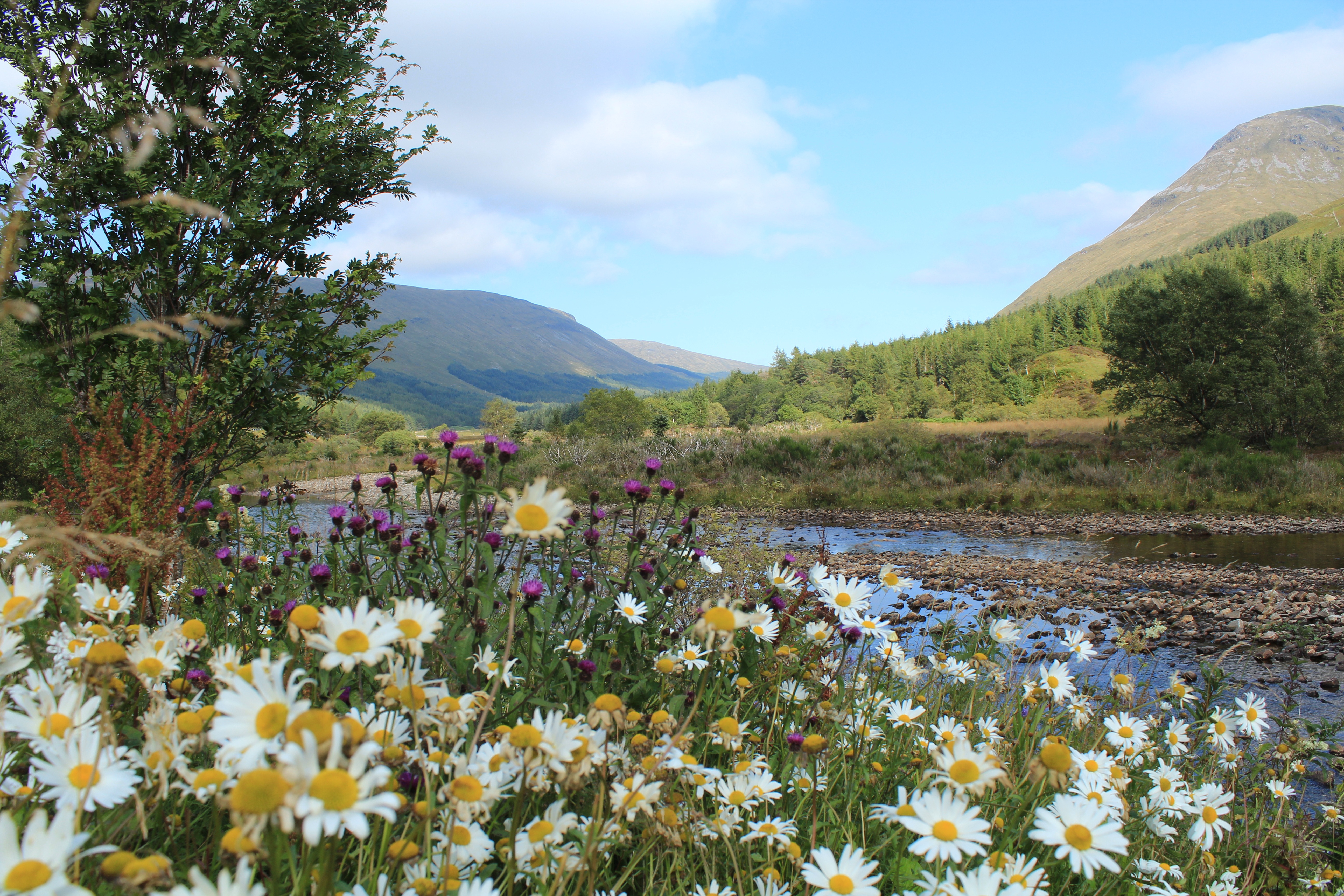 Download mobile wallpaper Grass, Nature, Mountains, Rivers, Scotland, Camomile for free.