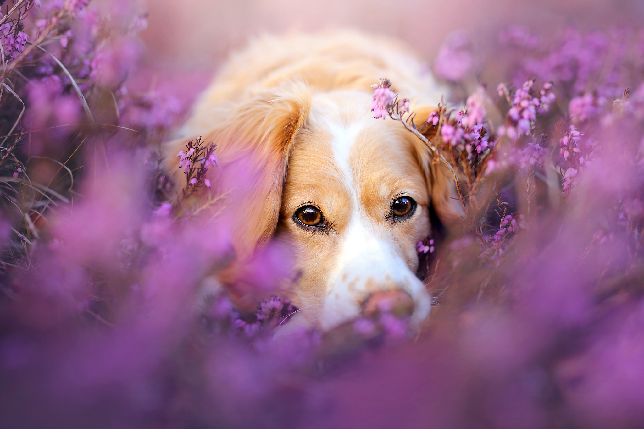 Handy-Wallpaper Tiere, Hunde, Hund, Verwischen, Lila Blume, Starren kostenlos herunterladen.