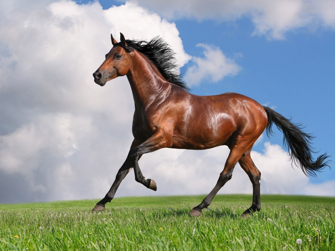 47890 скачать картинку лошади, животные - обои и заставки бесплатно