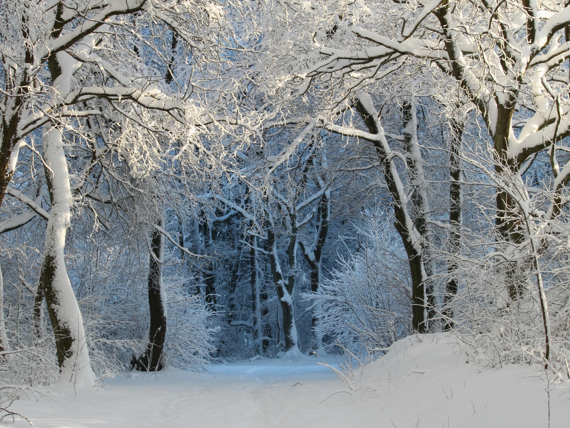 Download mobile wallpaper Winter, Snow, Forest, Tree, Earth for free.