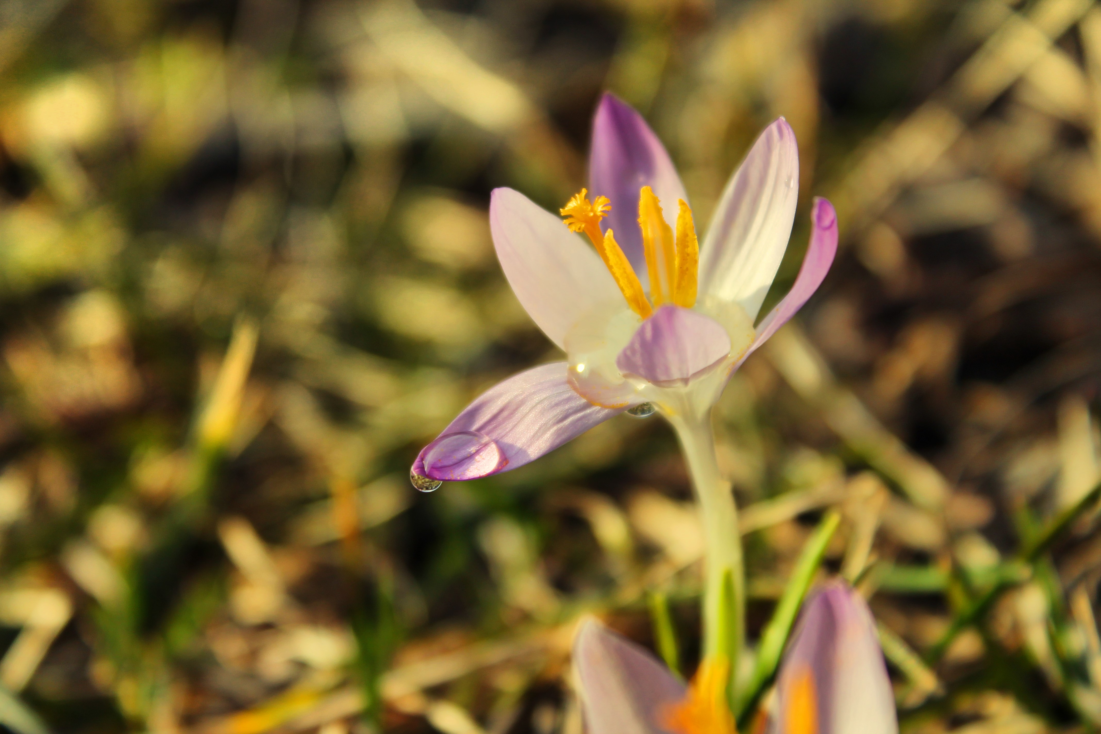 Free download wallpaper Flowers, Flower, Earth on your PC desktop