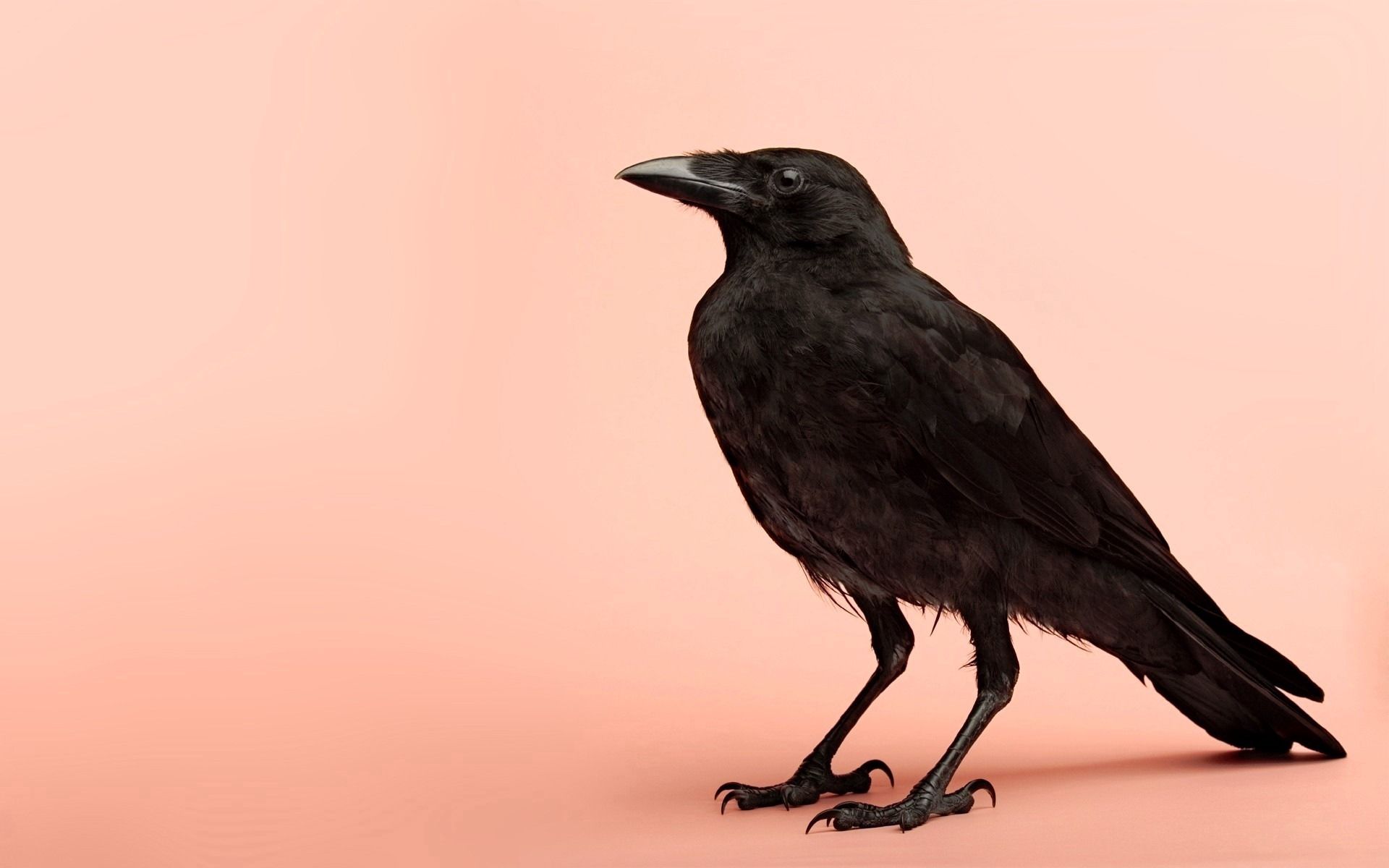 raven, background, animals, bird, photosession, photo shoot