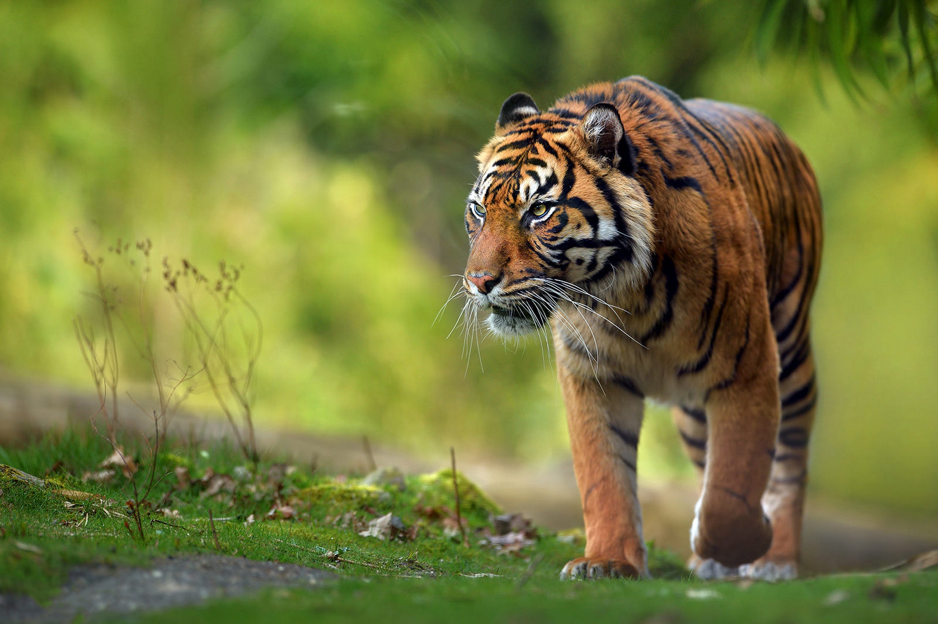 Téléchargez gratuitement l'image Animaux, Chats, Tigre sur le bureau de votre PC