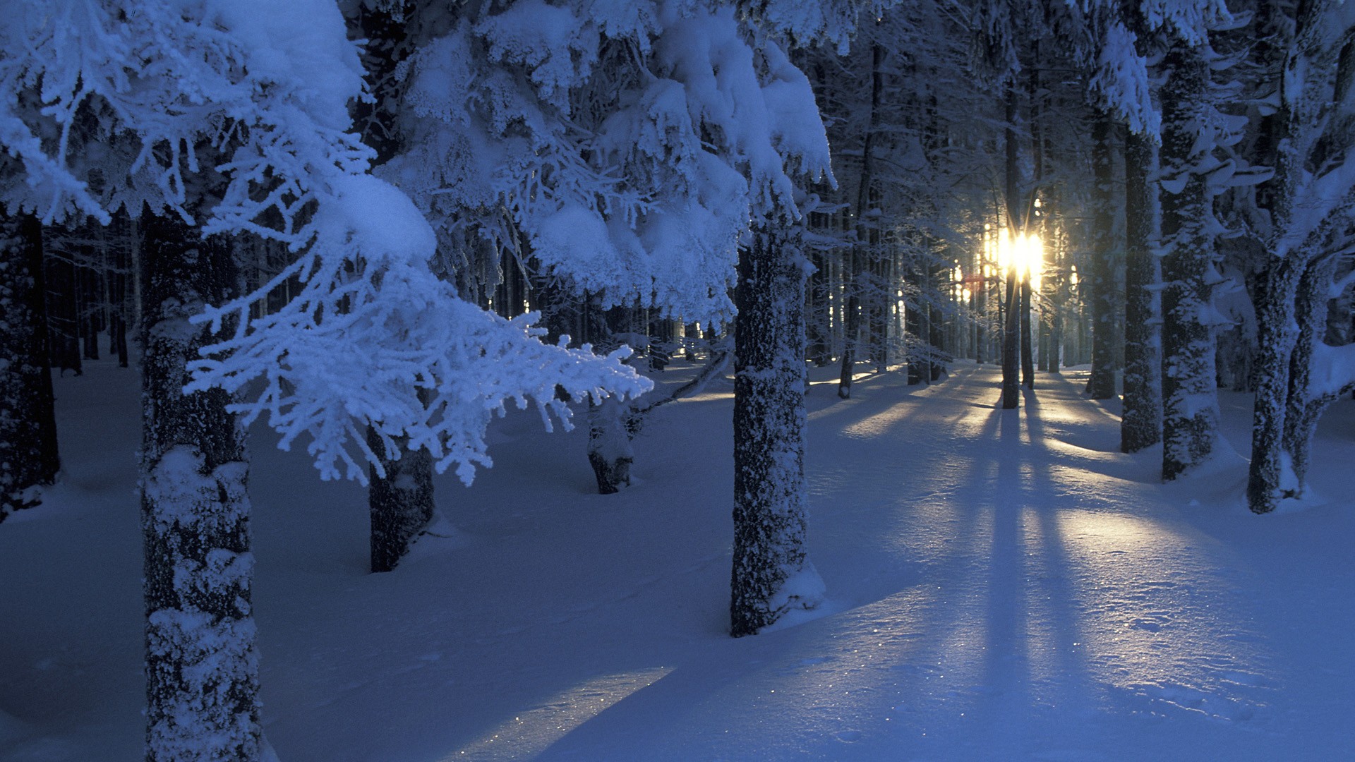 Завантажити шпалери безкоштовно Зима, Сніг, Ліс, Дерево, Земля картинка на робочий стіл ПК