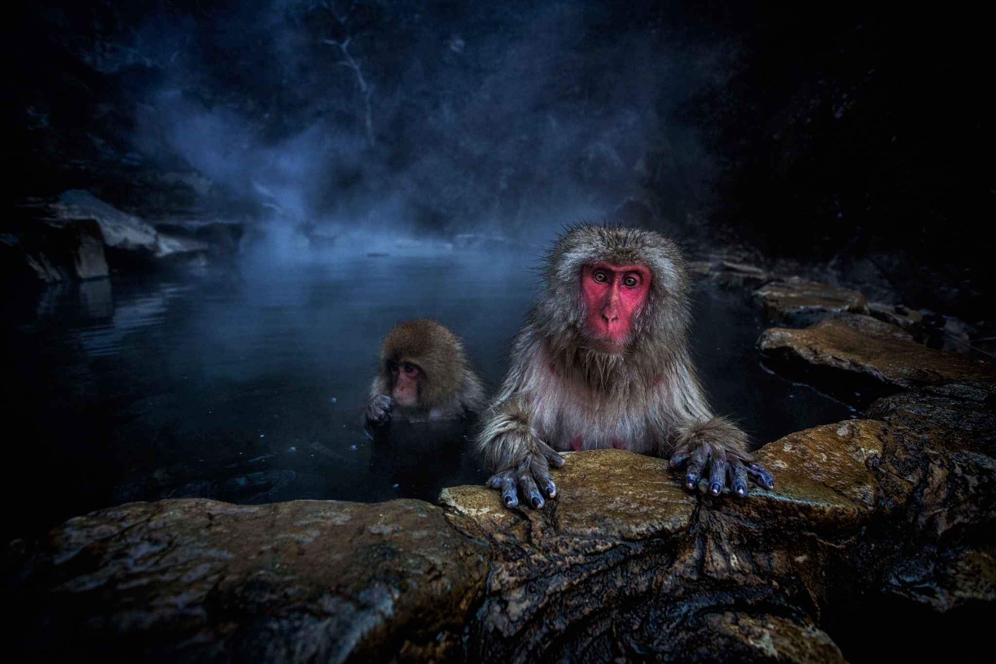 animal, japanese macaque, baby animal, macaque, winter, monkeys