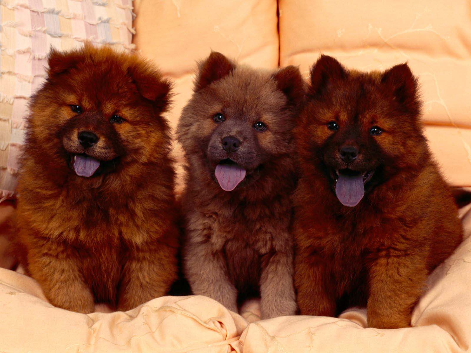 animal, chow chow, puppy, dogs