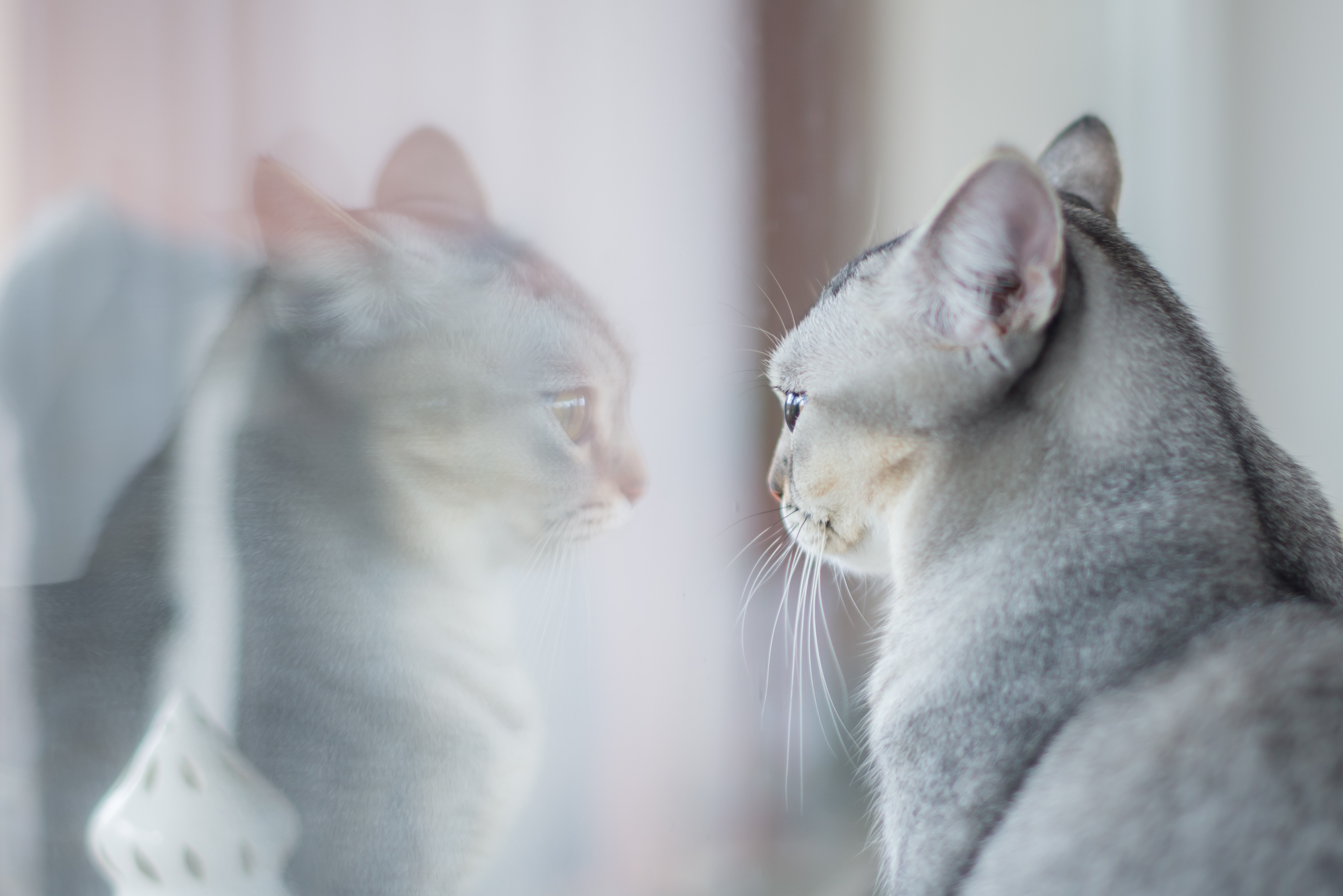 Download mobile wallpaper Cats, Reflection, Cat, Animal for free.