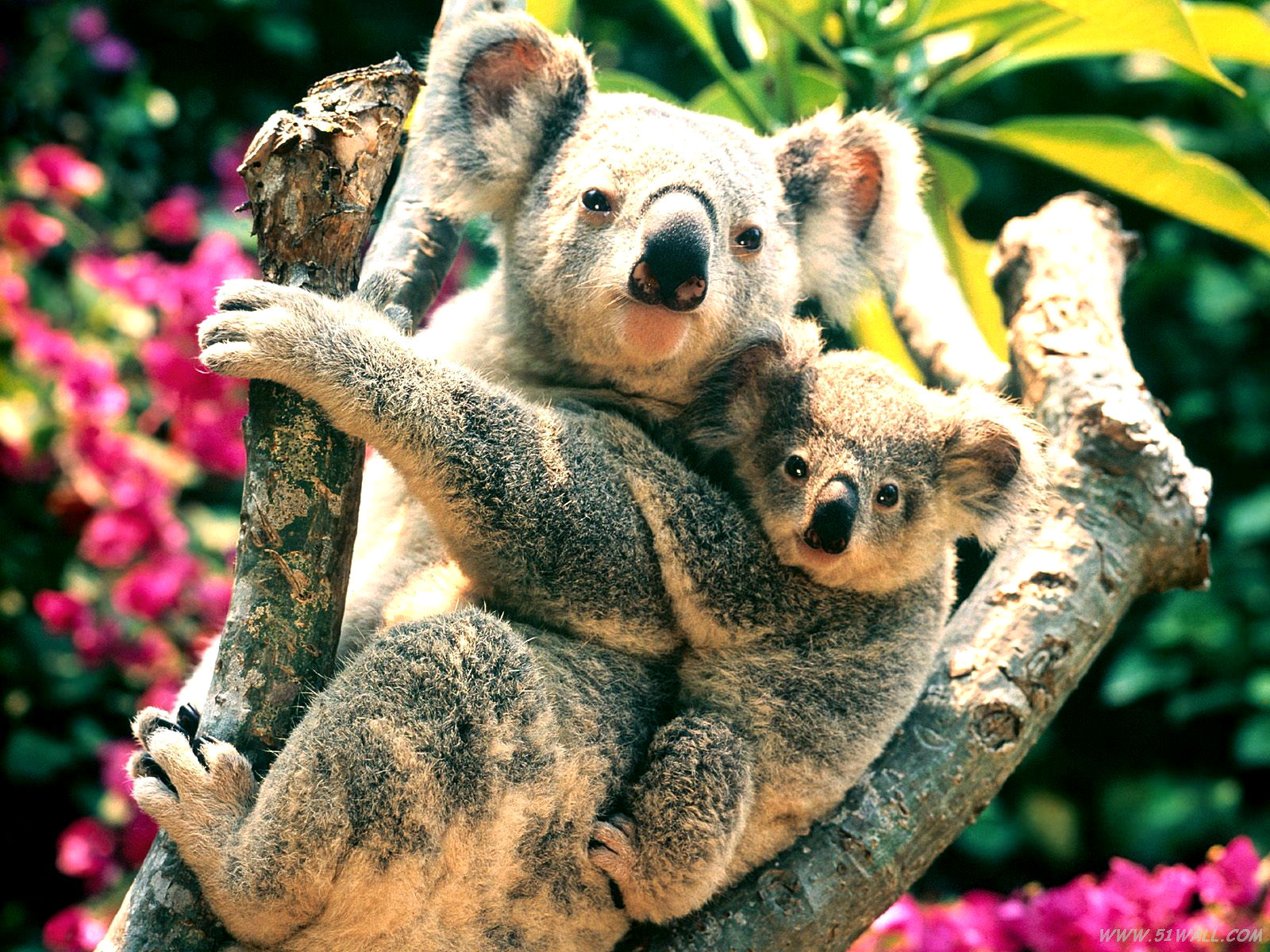 1458642 Bild herunterladen tiere, koala - Hintergrundbilder und Bildschirmschoner kostenlos