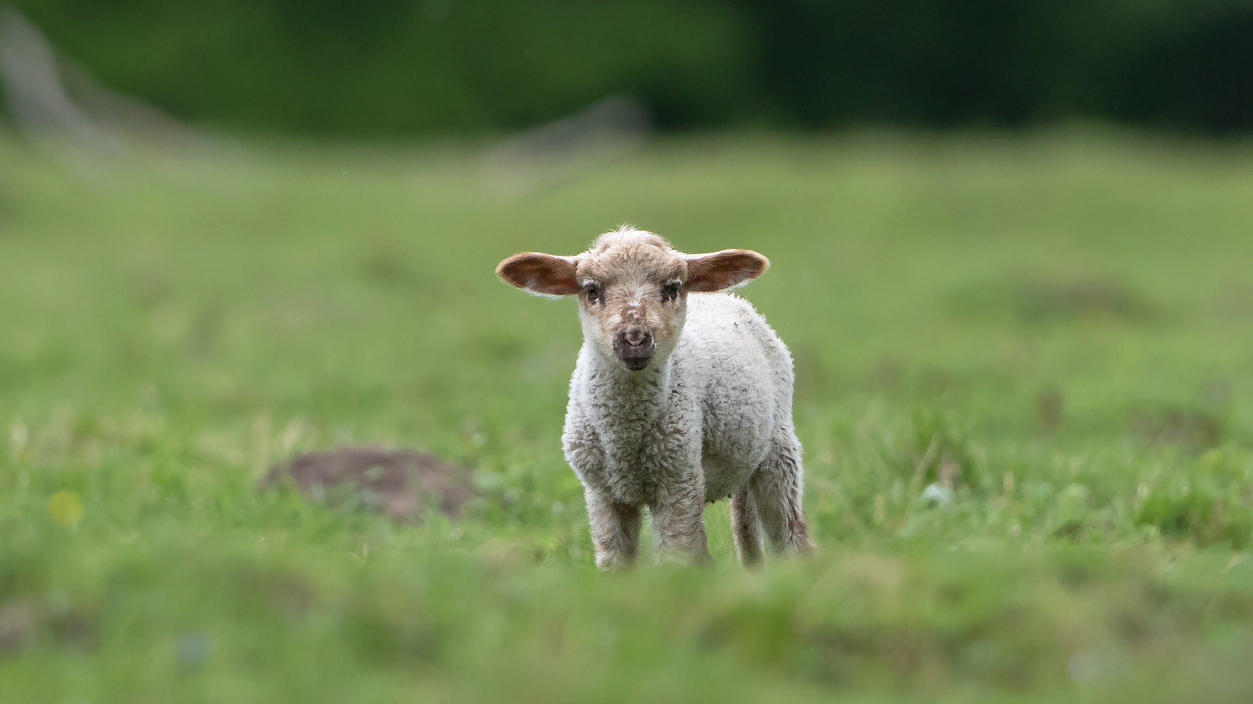 968704 скачать обои животные, овец, детеныш животного, ягненок - заставки и картинки бесплатно