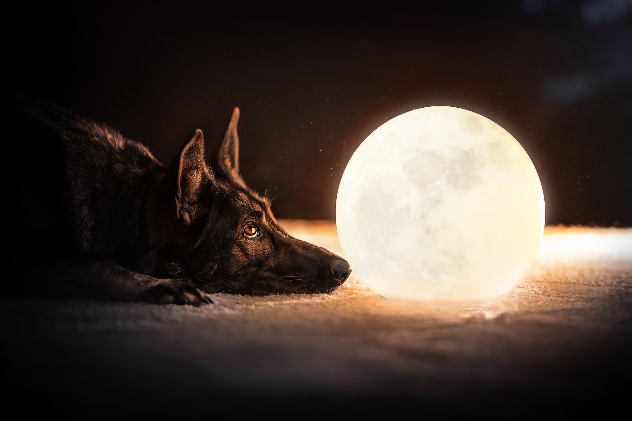 Free download wallpaper Dogs, Moon, Dog, Animal, German Shepherd on your PC desktop