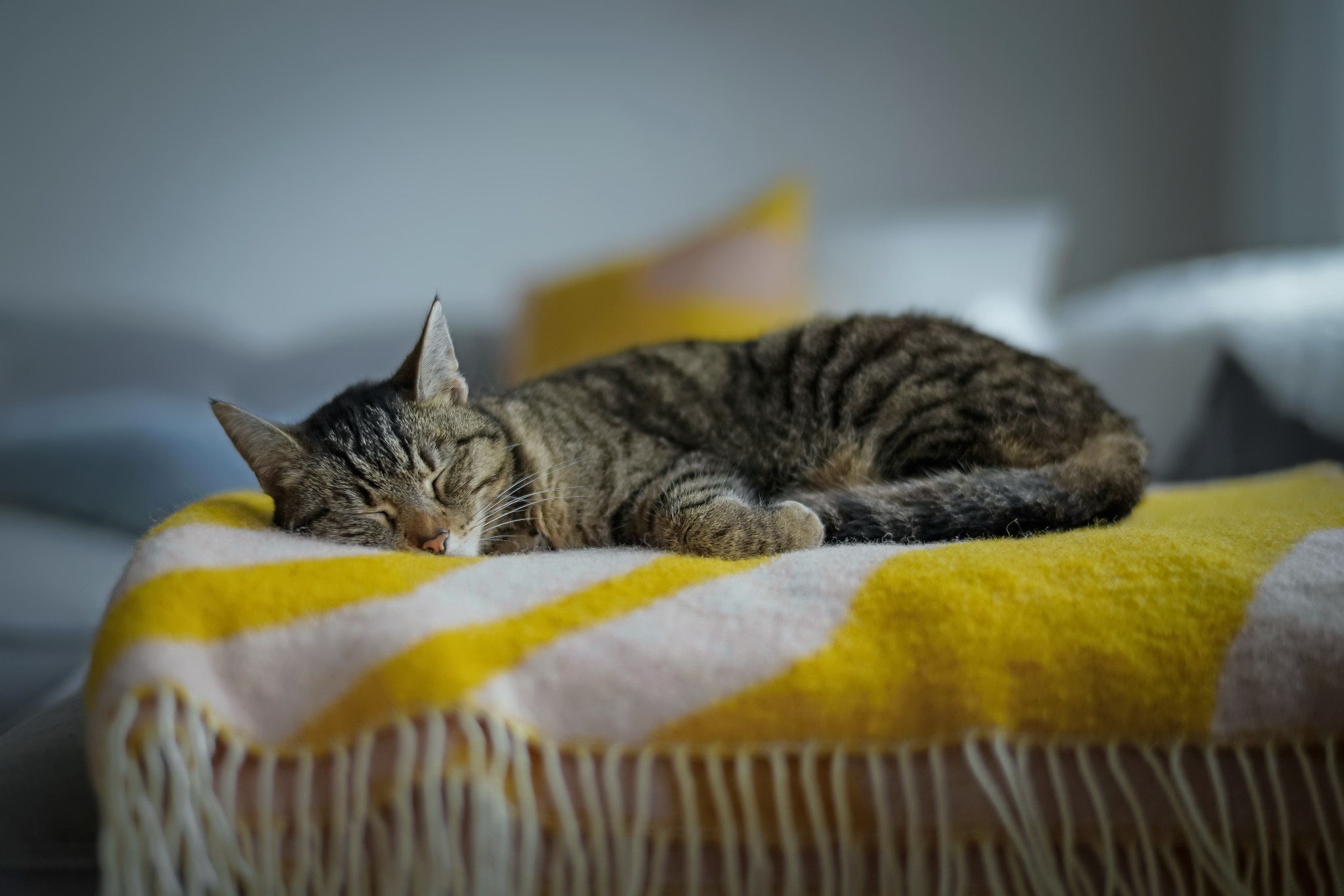 Laden Sie das Tiere, Katzen, Katze, Schlafen-Bild kostenlos auf Ihren PC-Desktop herunter
