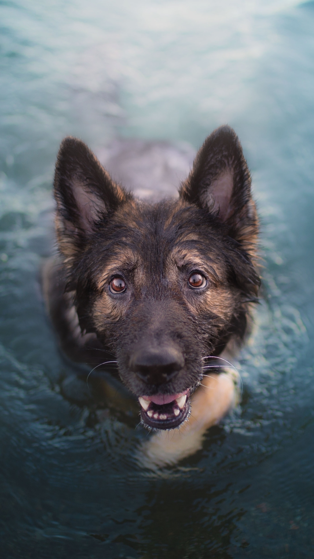 Download mobile wallpaper Dogs, Dog, Animal, German Shepherd, Stare for free.