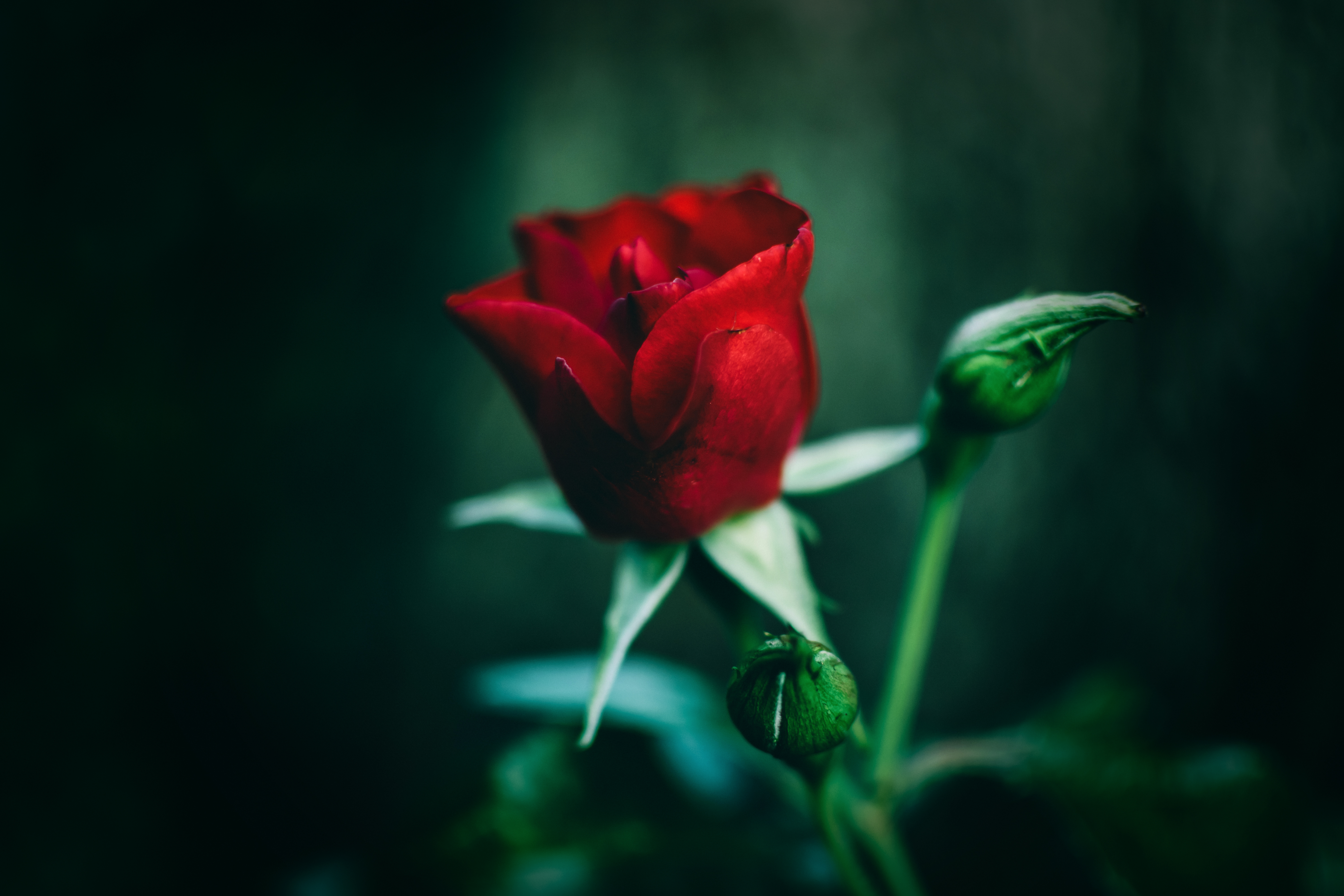 93807 télécharger l'image fleurs, rose, rouge, fleur, une rose, fermer, gros plan - fonds d'écran et économiseurs d'écran gratuits