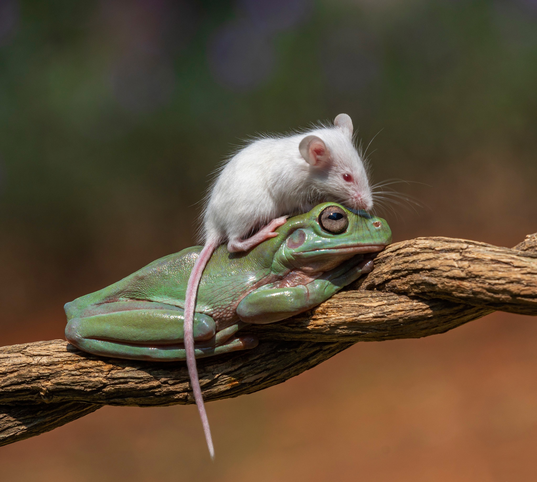 Download mobile wallpaper Animal, Cute, Frog, Rat for free.