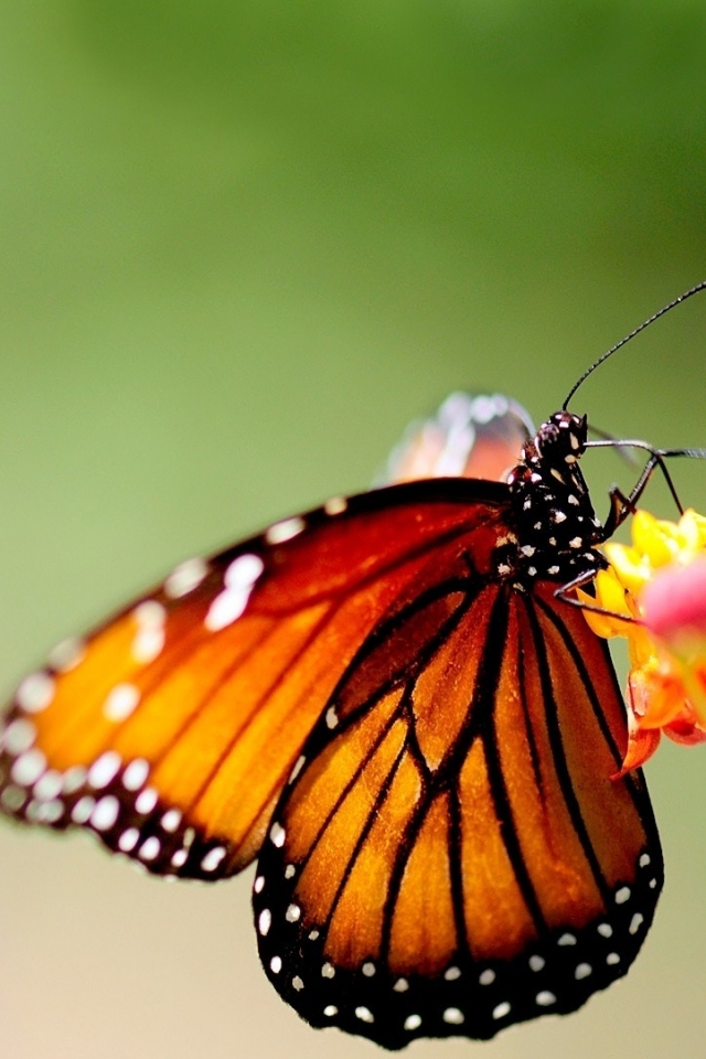 Descarga gratuita de fondo de pantalla para móvil de Animales, Mariposa.