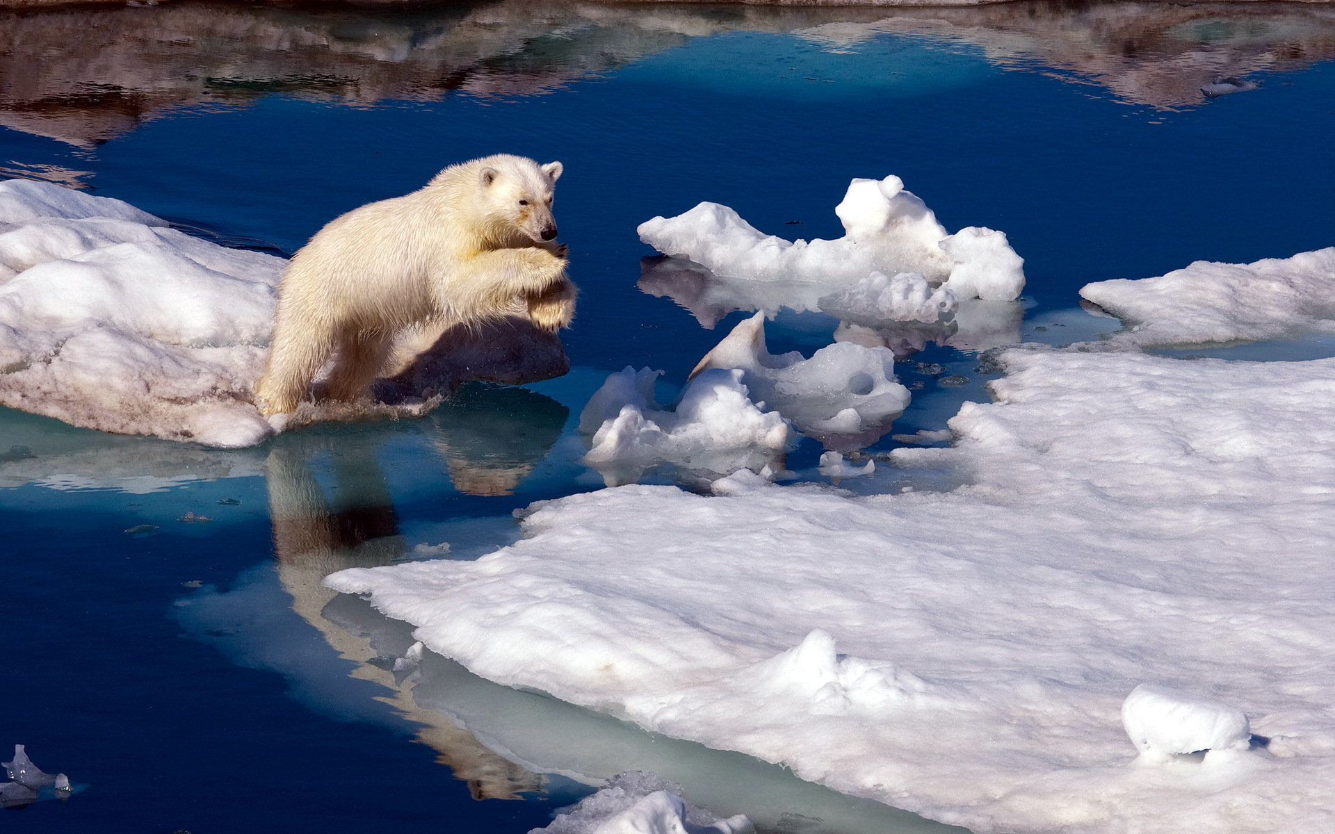 246849 descargar fondo de pantalla animales, oso polar, osos: protectores de pantalla e imágenes gratis