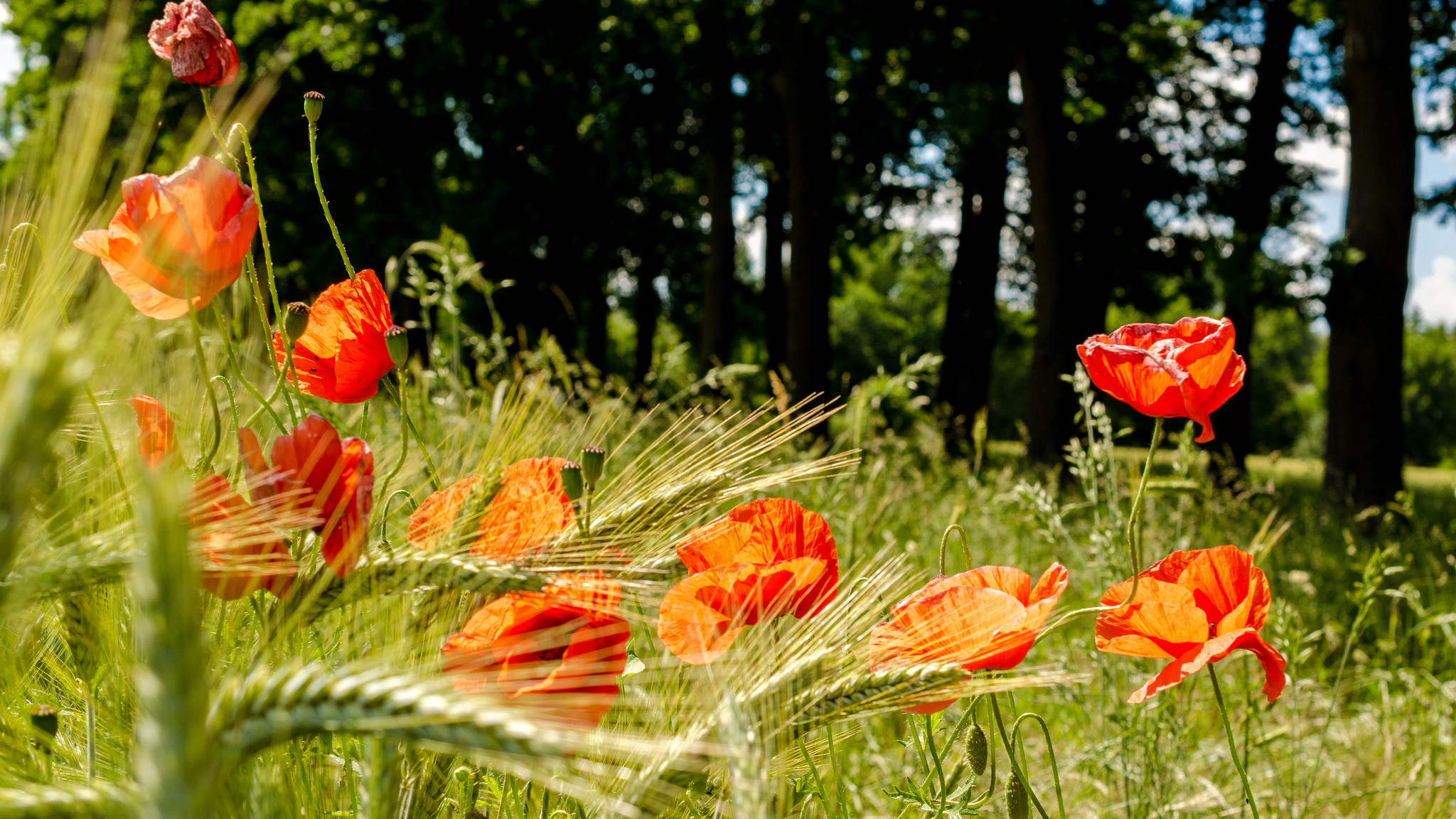 Laden Sie das Natur, Blumen, Mohn, Sommer, Weizen, Blume, Rote Blume, Erde/natur-Bild kostenlos auf Ihren PC-Desktop herunter