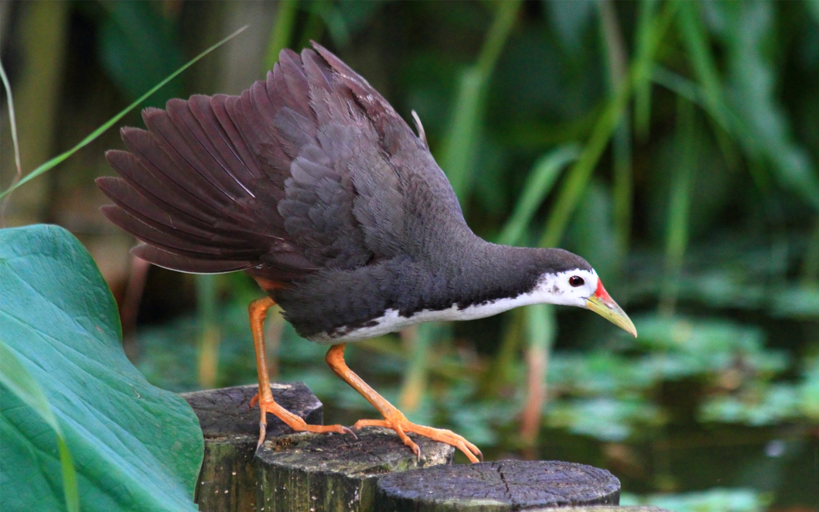 Baixe gratuitamente a imagem Animais, Aves, Pássaro na área de trabalho do seu PC