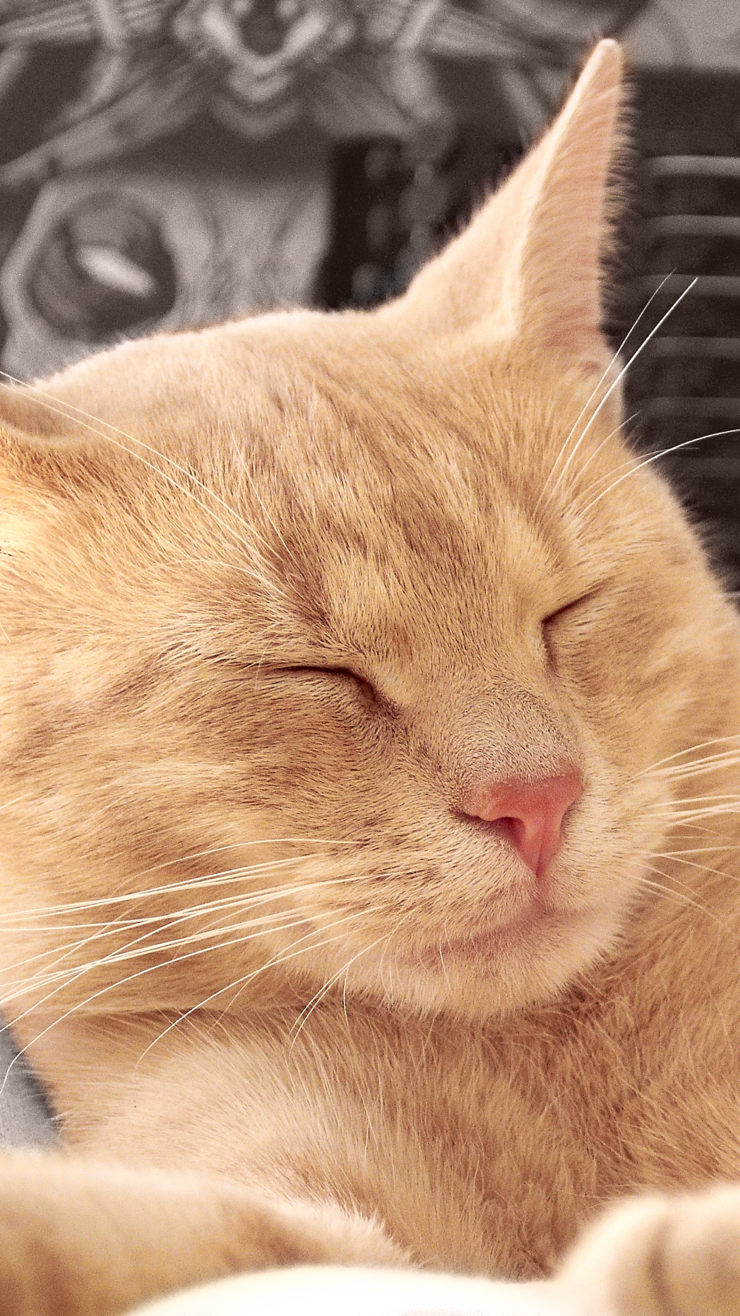 無料モバイル壁紙動物, ネコ, 猫, 睡眠, ベッド, 可愛いをダウンロードします。